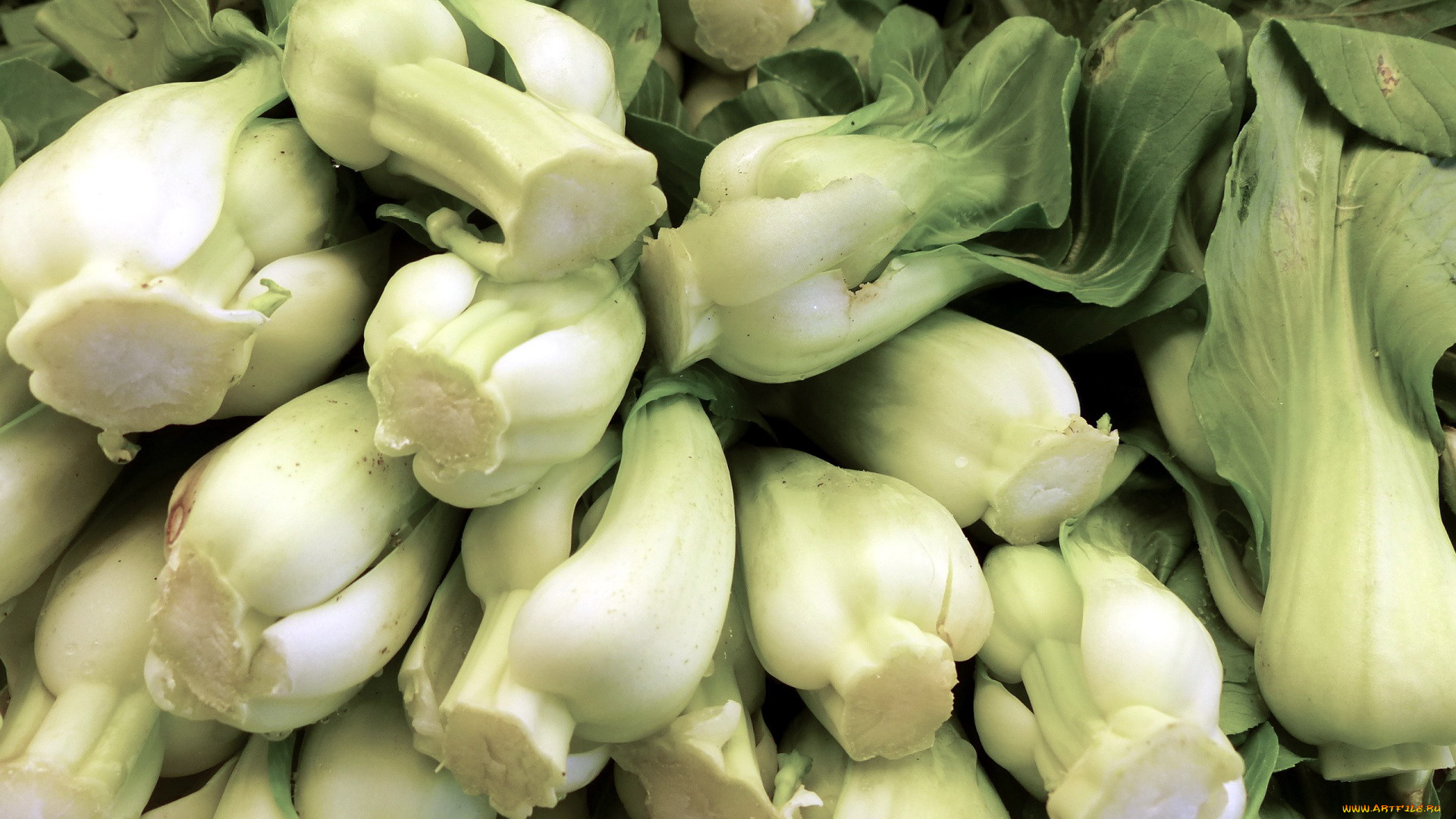 еда, капуста, и, её, разновидности, китайская, капуста, листовая