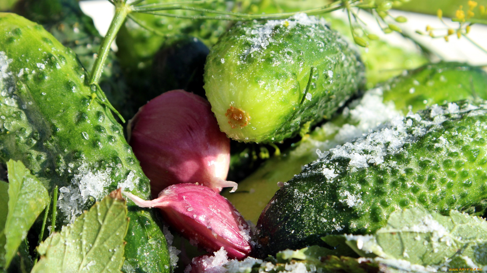 еда, огурцы, малосольные, чеснок, укроп, соль