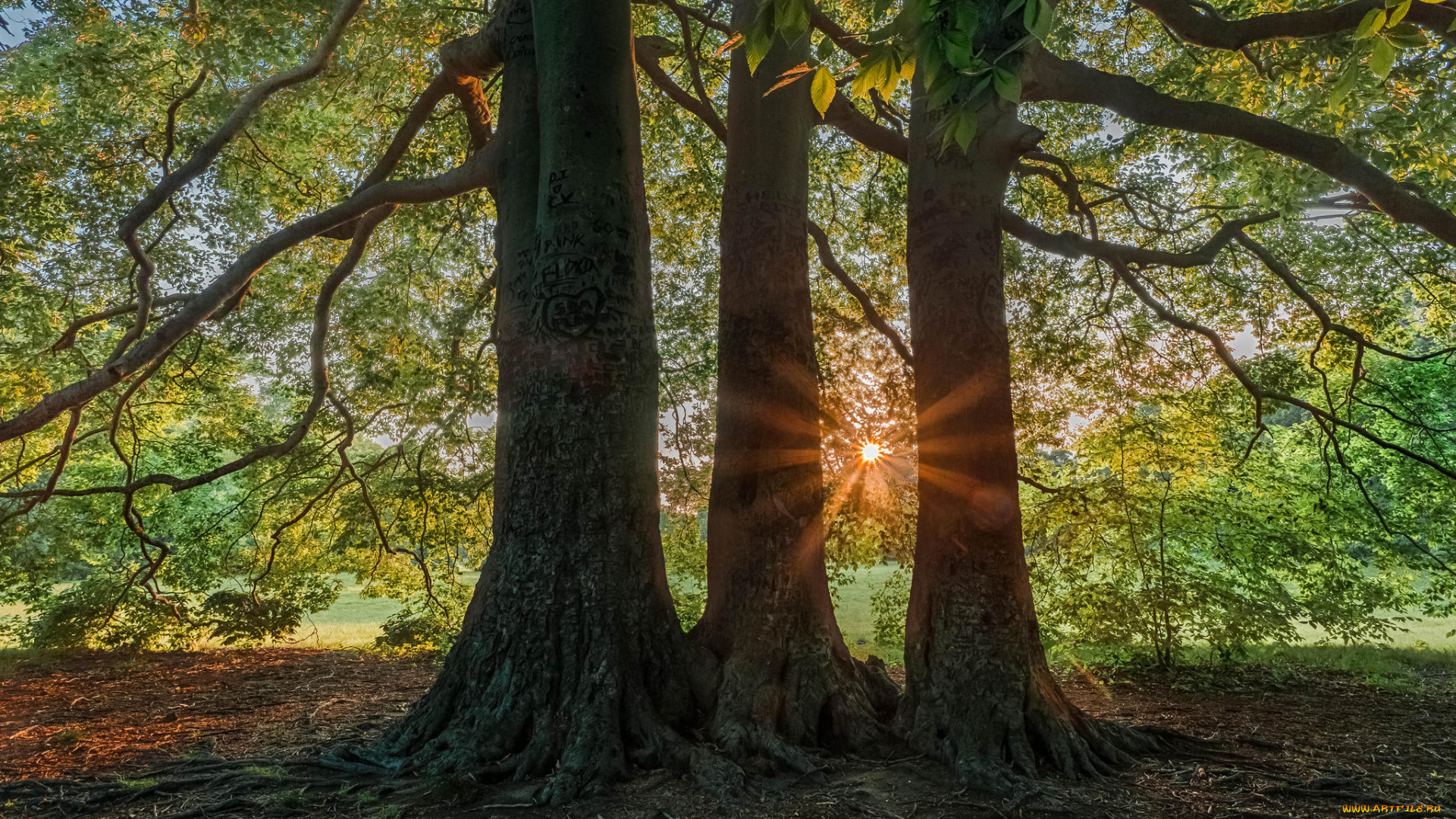 природа, деревья, лучи