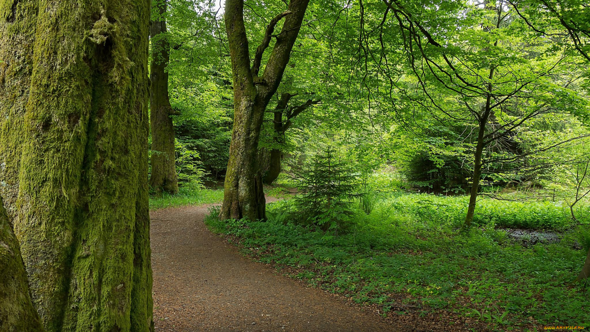 природа, дороги, лес, дорога