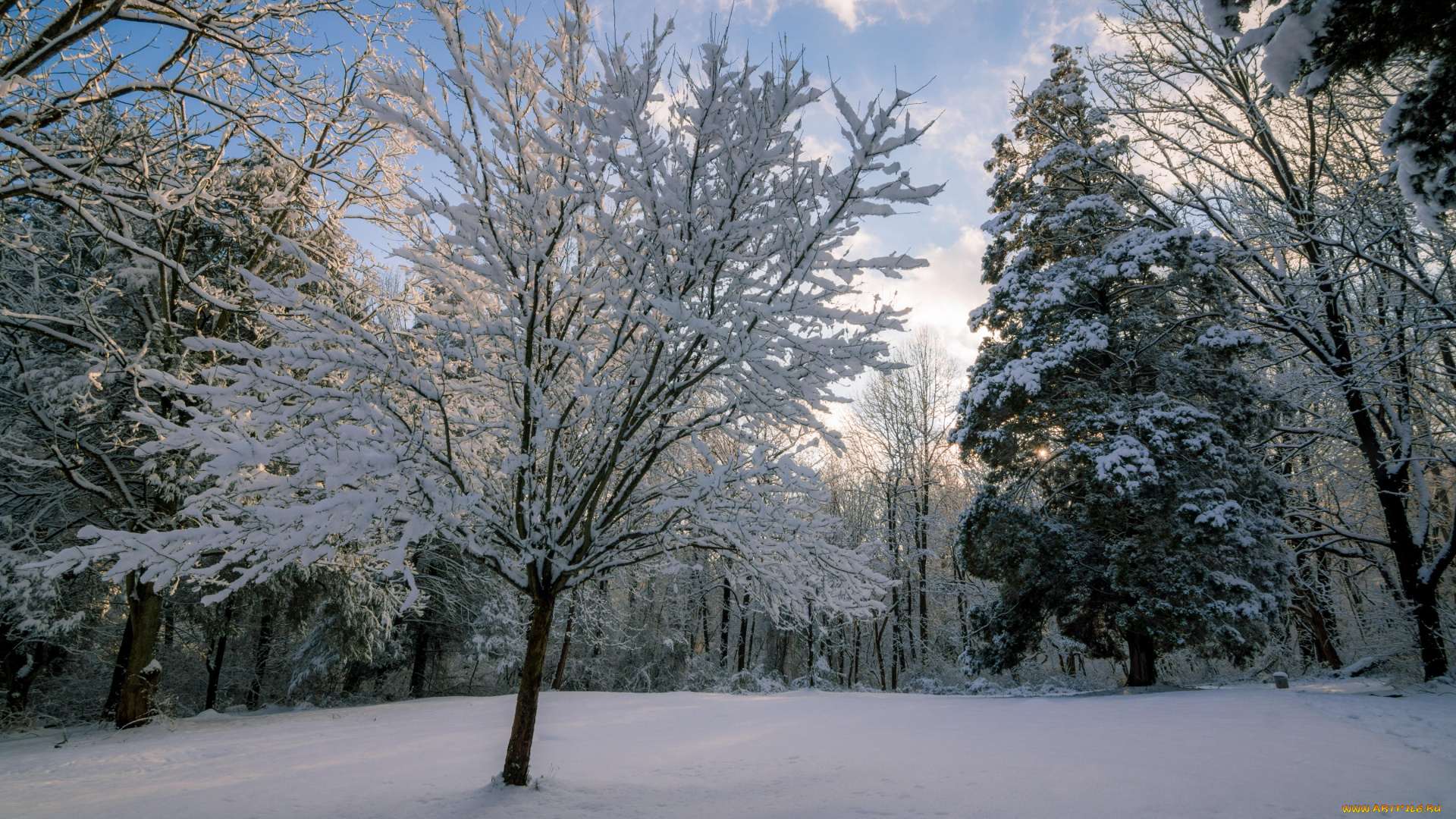 природа, лес, снег, сугробы, зима, деревья