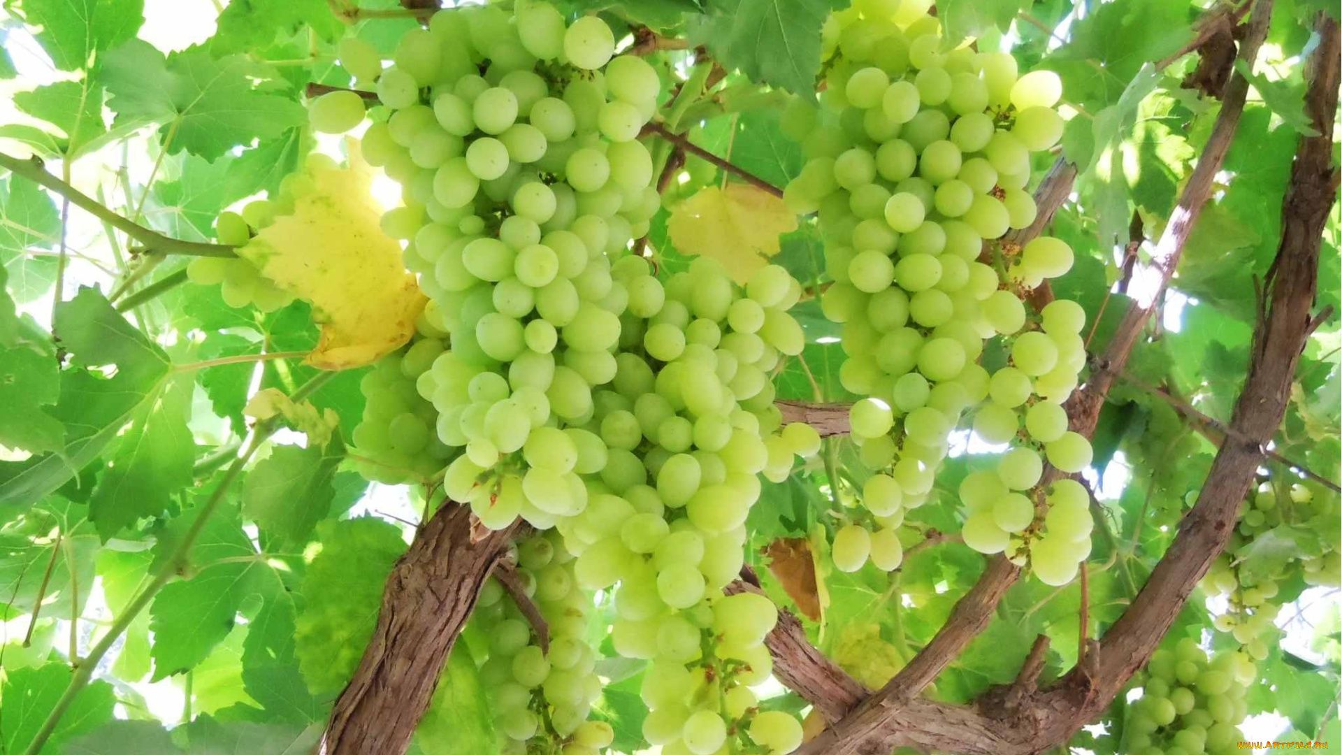 природа, Ягоды, , виноград, ветка, гроздь