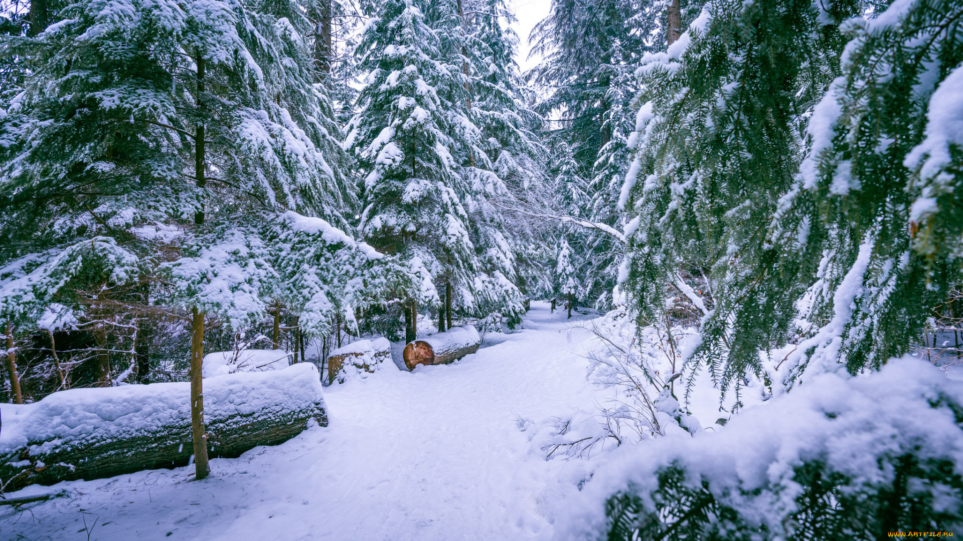 природа, зима, снег