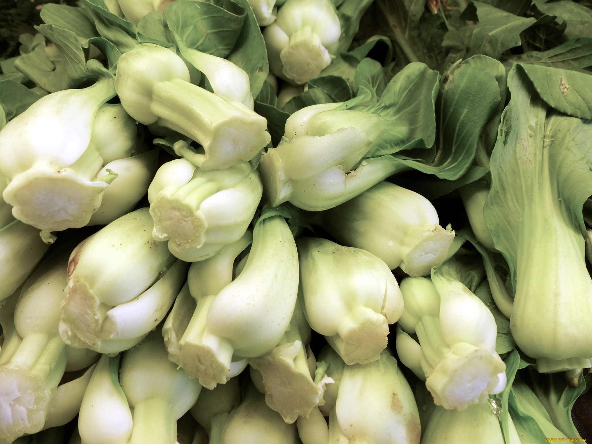 еда, капуста, и, её, разновидности, китайская, капуста, листовая