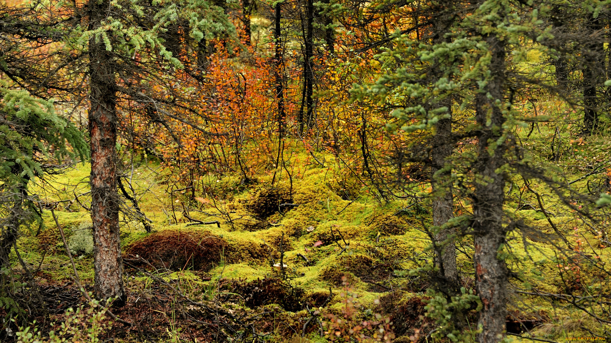 природа, лес, деревья