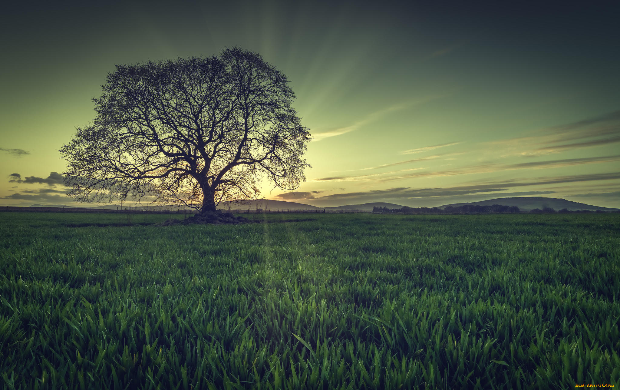 природа, деревья, дерево