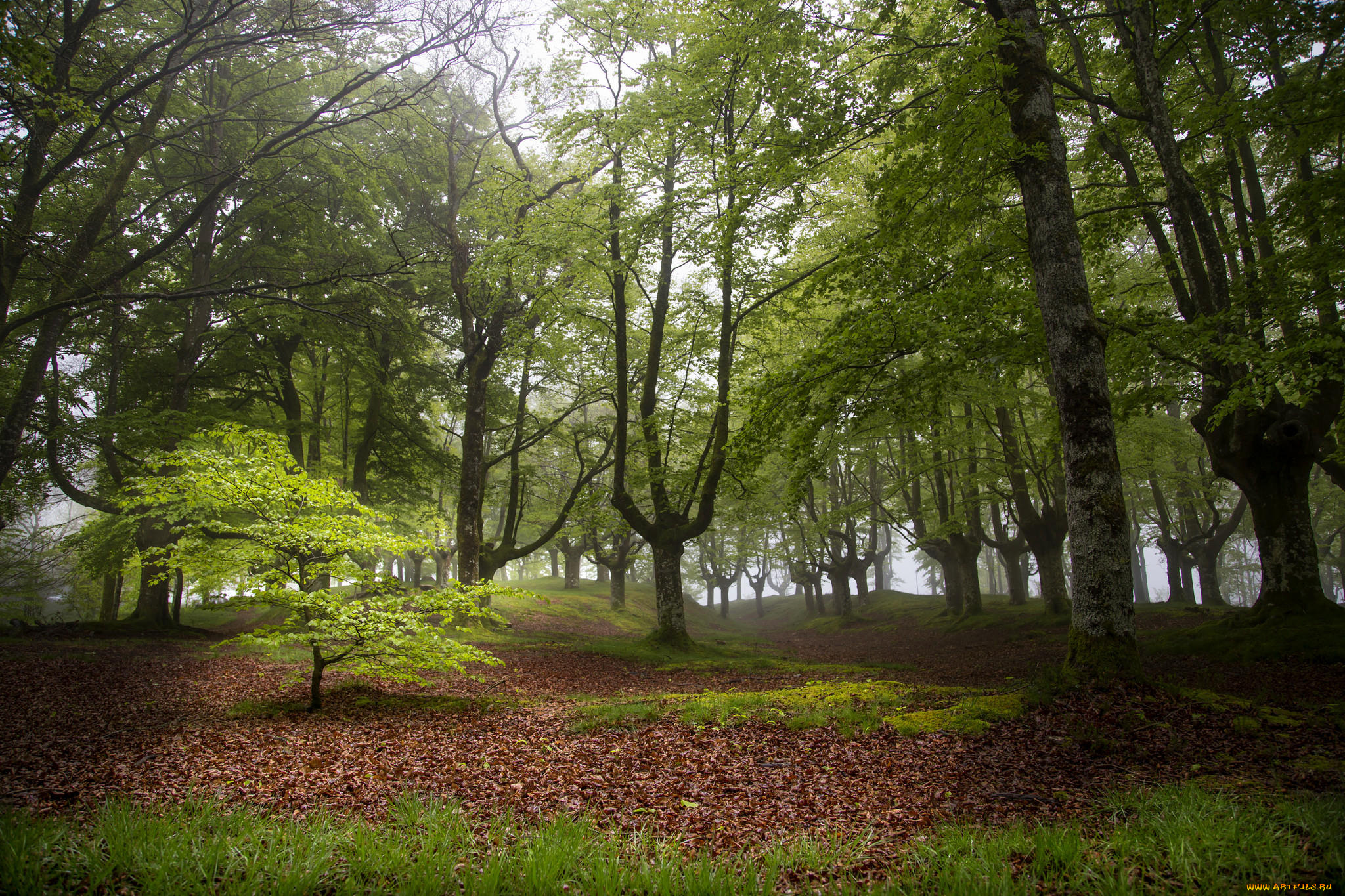 природа, лес, деревья