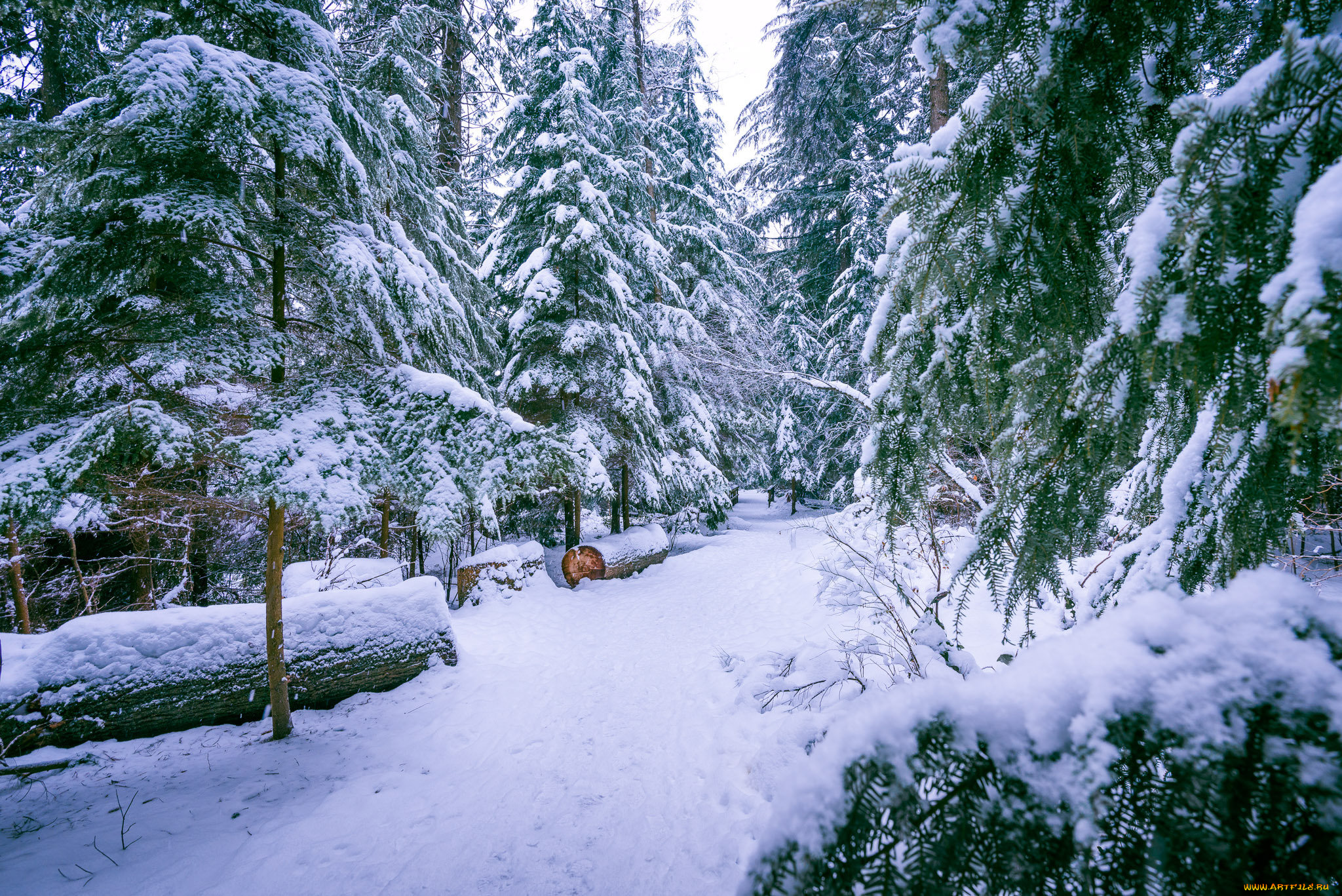 природа, зима, снег