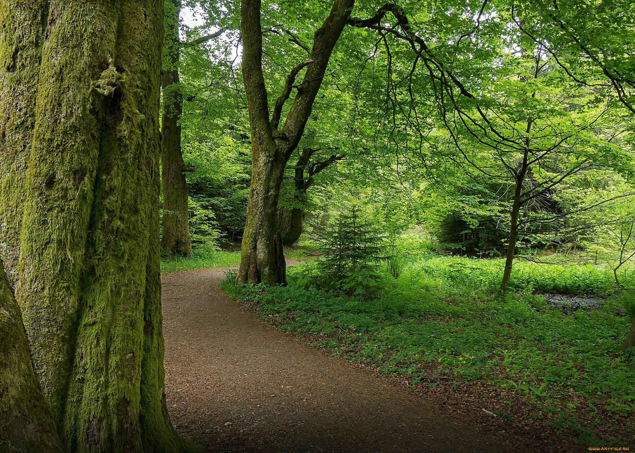 природа, дороги, лес, дорога