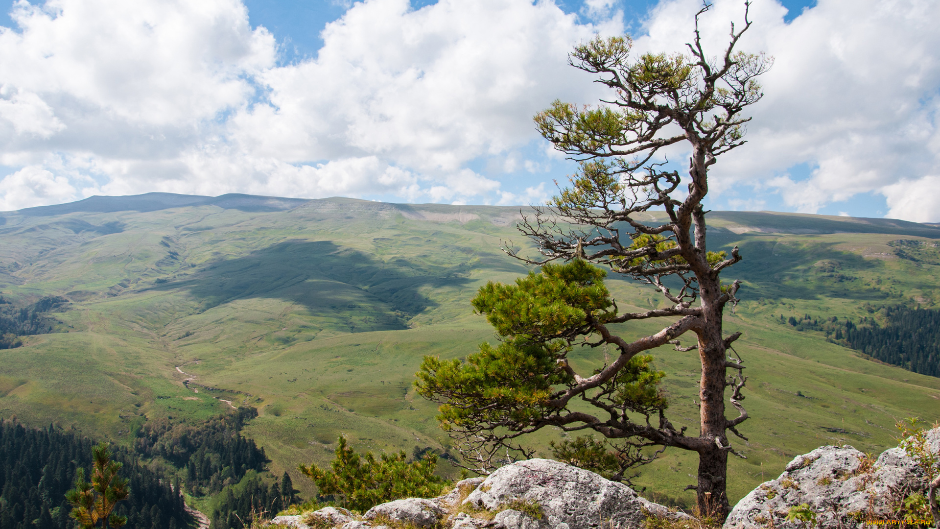 лаго-, наки, природа, пейзажи, лаго-, наки, плато, кавказ, адыгея, дерево