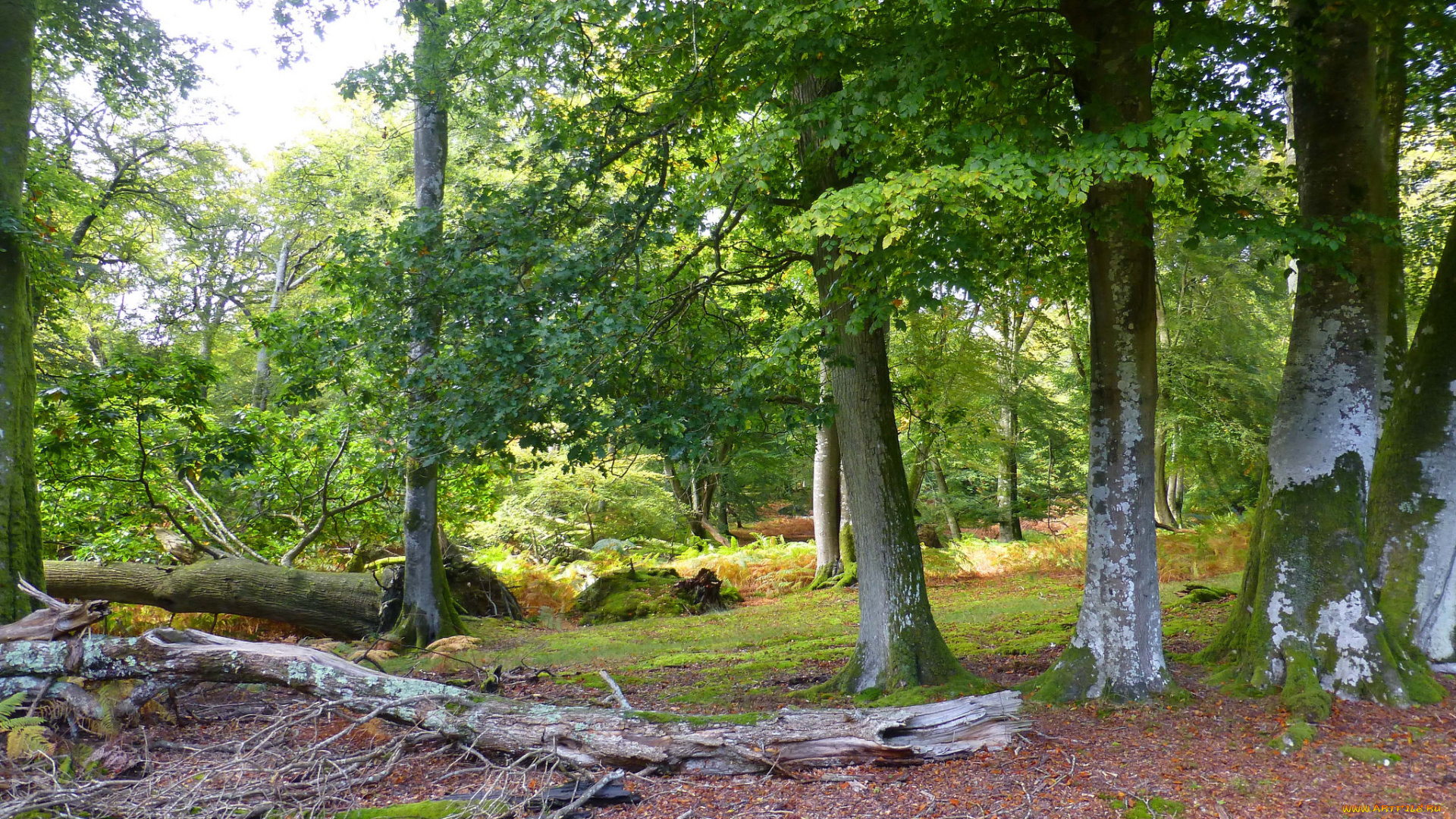 природа, лес, простор