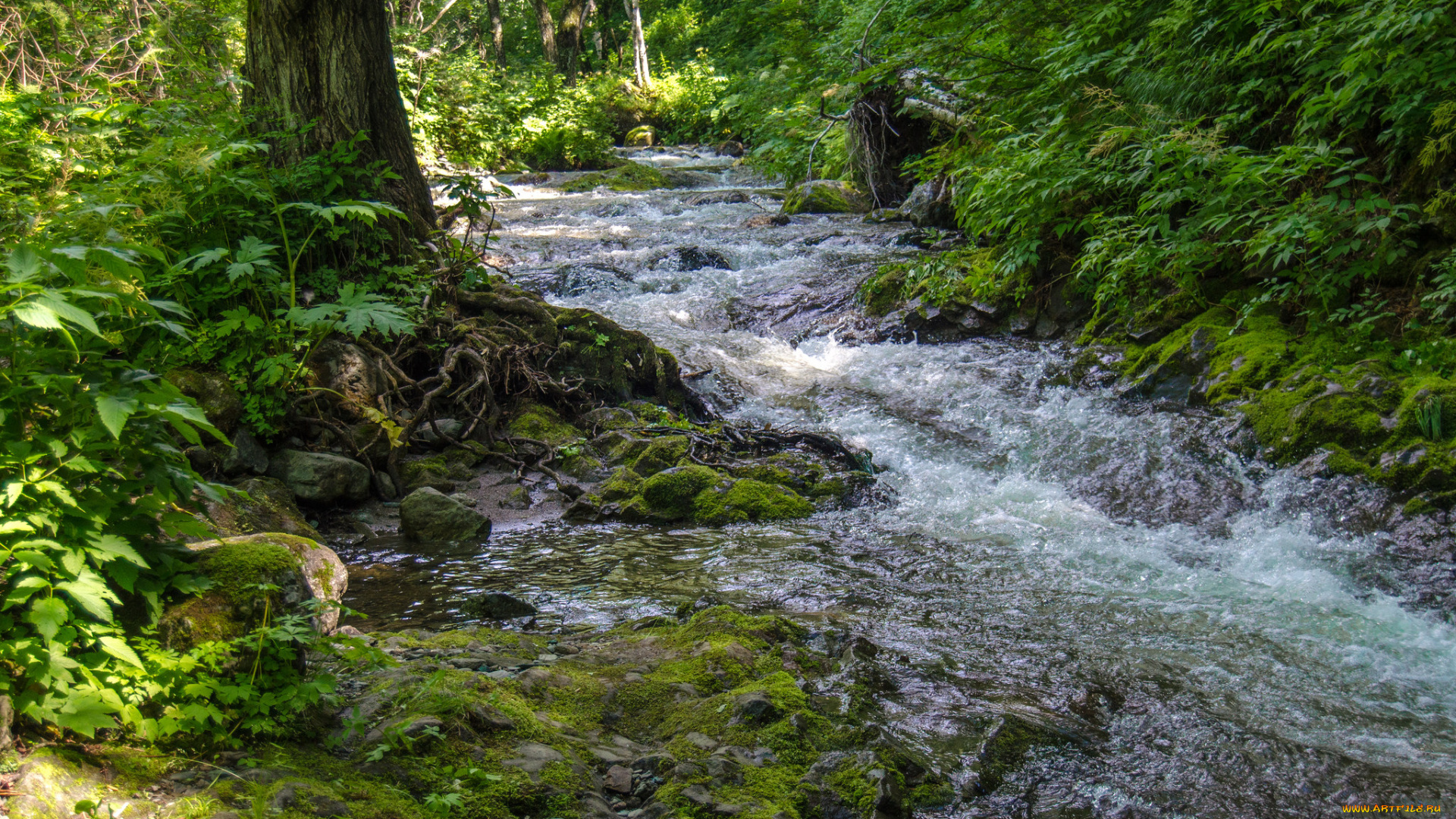 природа, реки, озера, простор