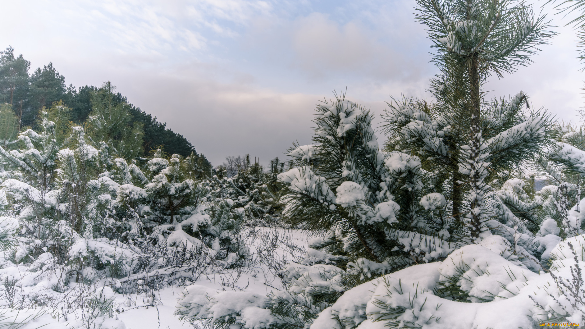 природа, зима, простор