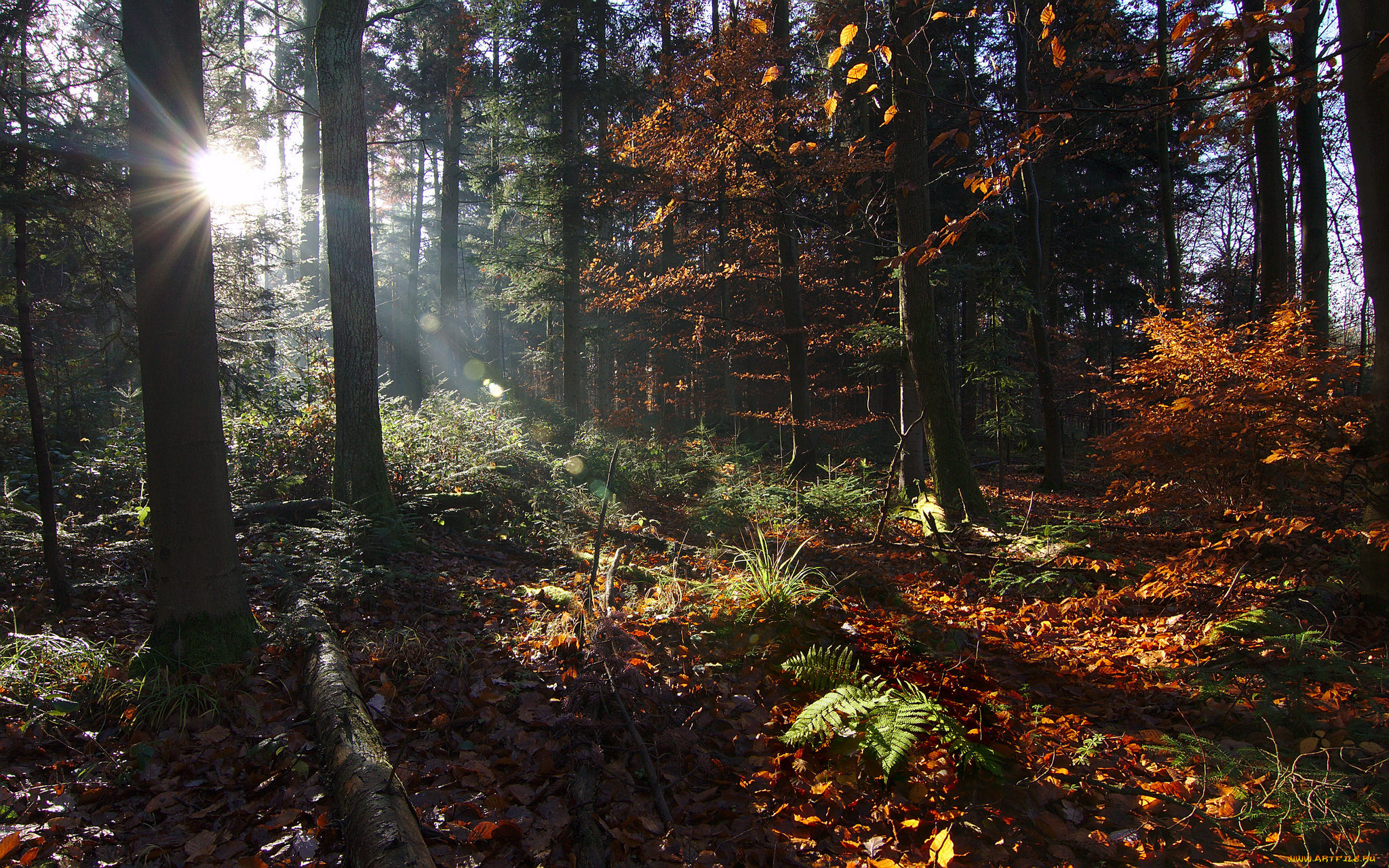 природа, лес, простор