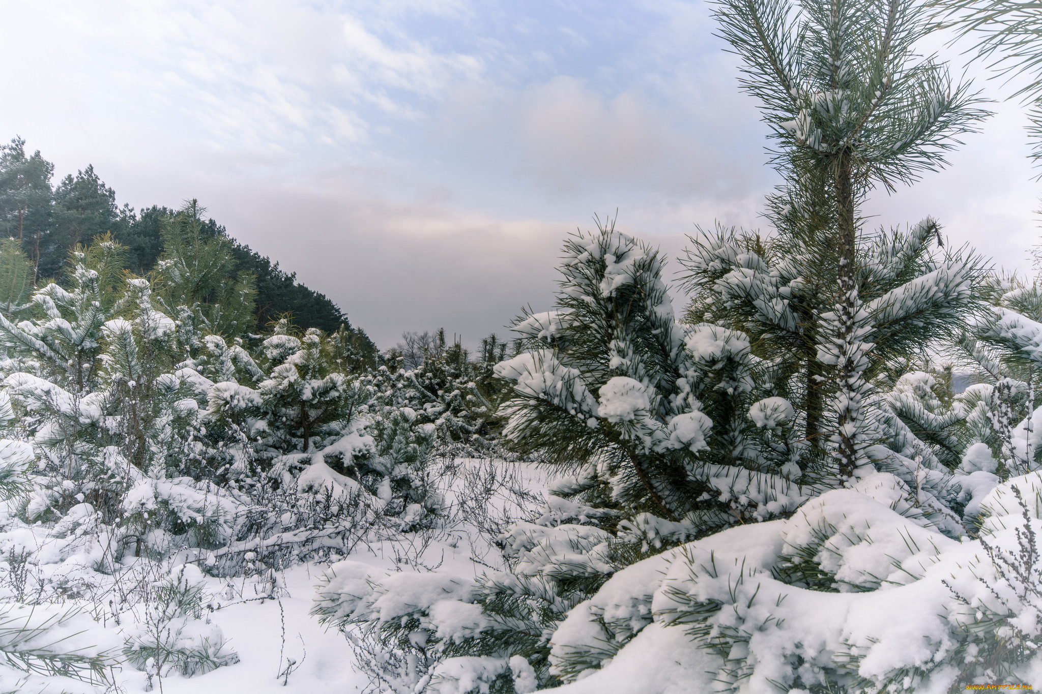 природа, зима, простор