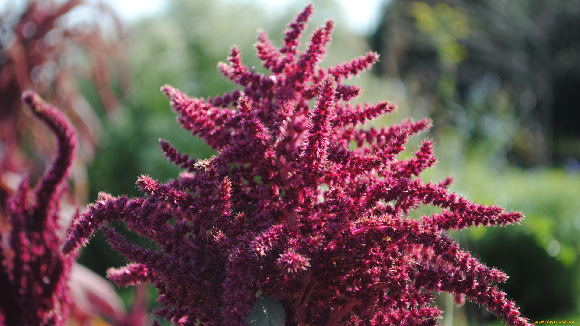 цветы, амаранты, растение, амарант