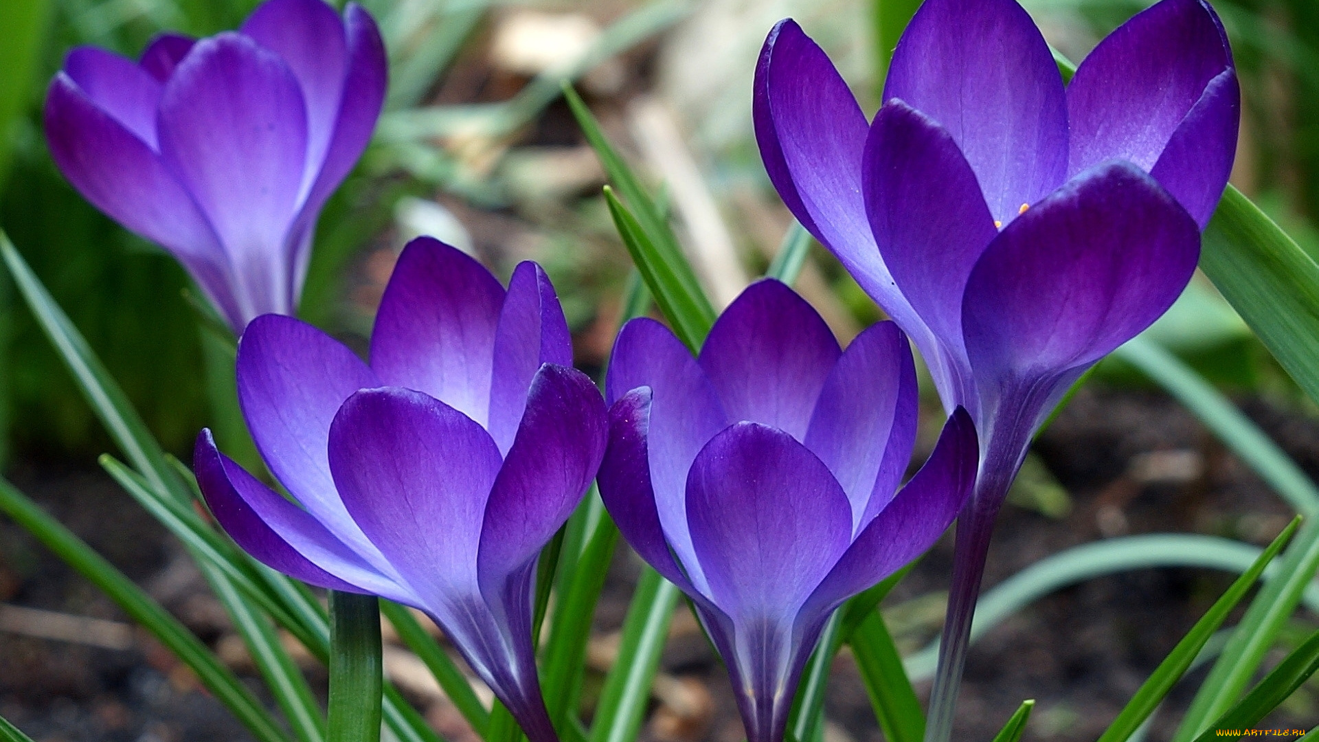 цветы, крокусы, листья, фиолетовые
