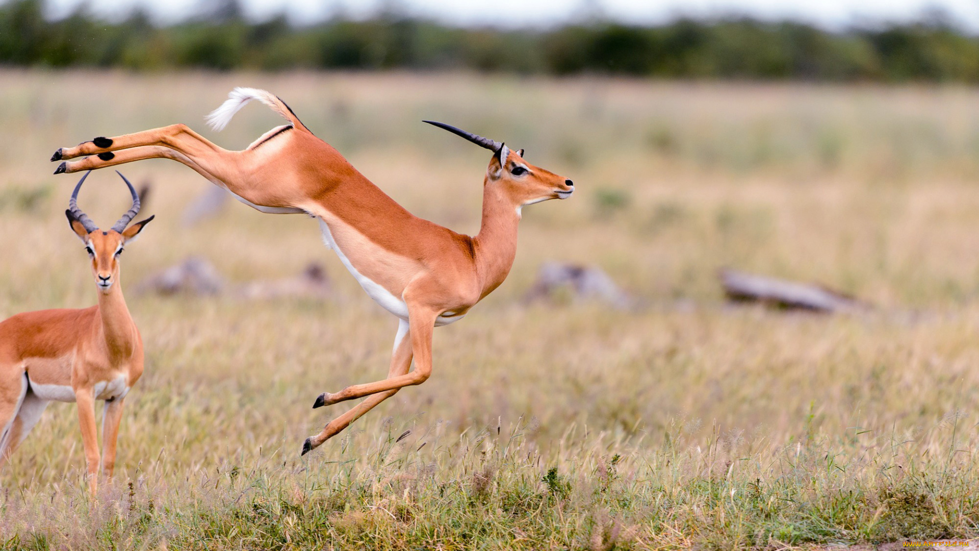 животные, антилопы, прыжок, трава, газели