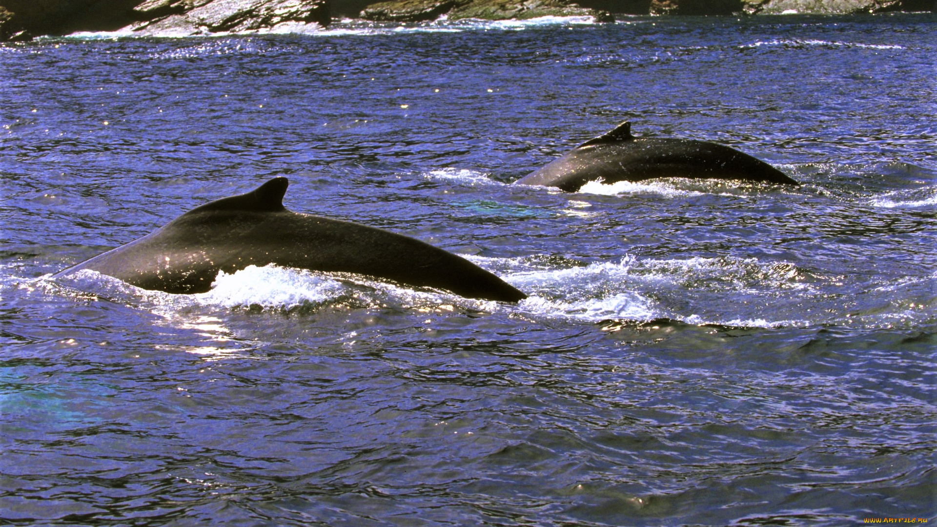 животные, киты, , кашалоты, берег, море, спины