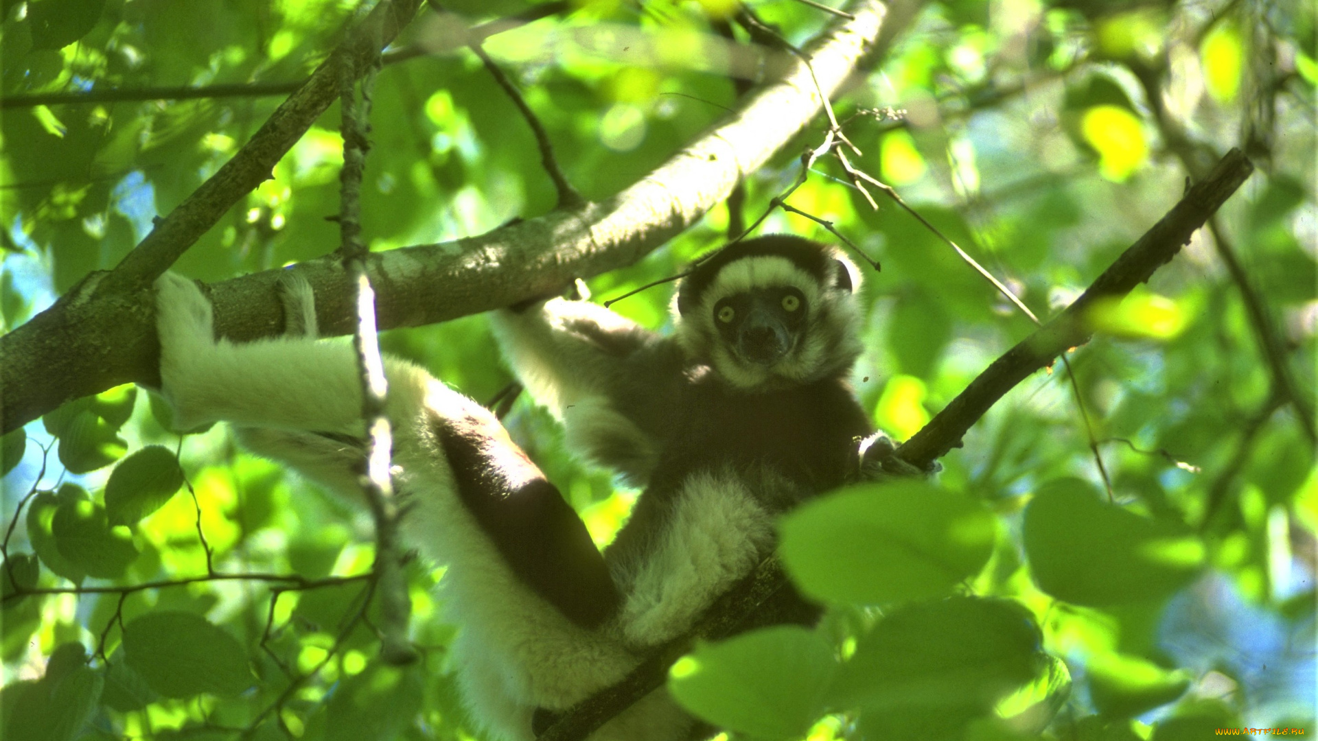 животные, лемуры, дерево, лемур