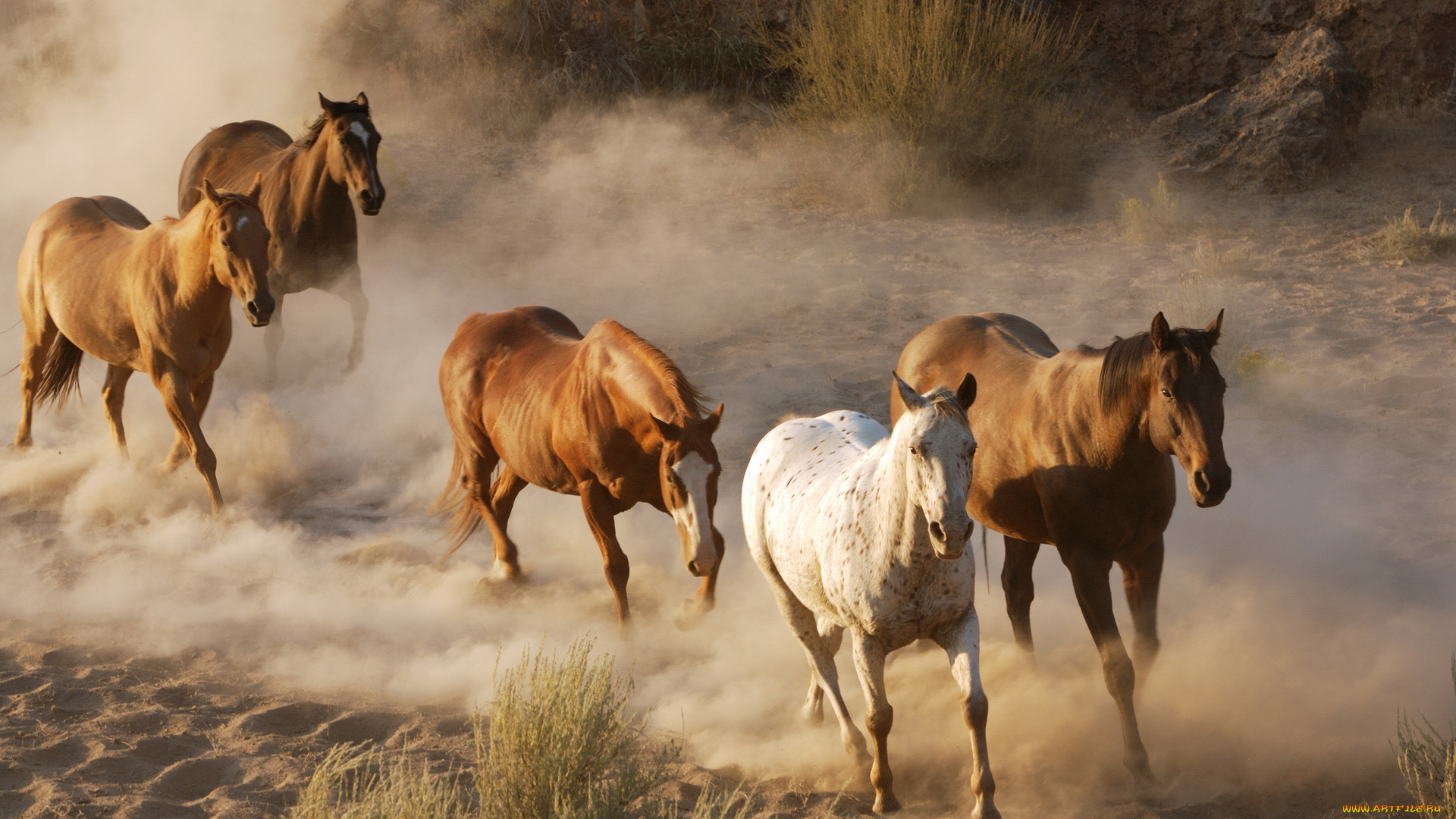 животные, лошади, песок, пыль, табун, трава