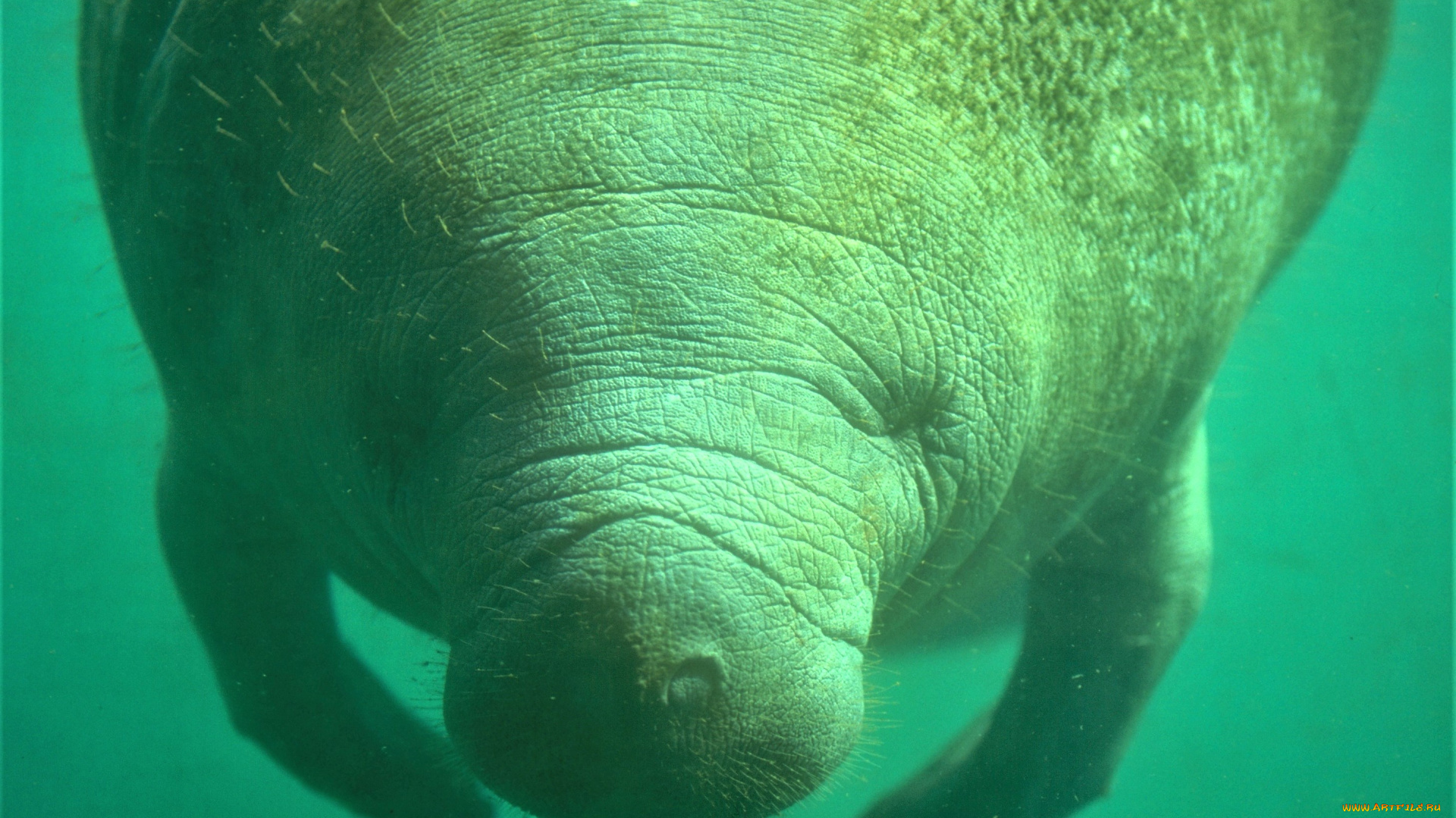 животные, морские, коровы, , морские, слоны, ламантин, вода, морская, корова