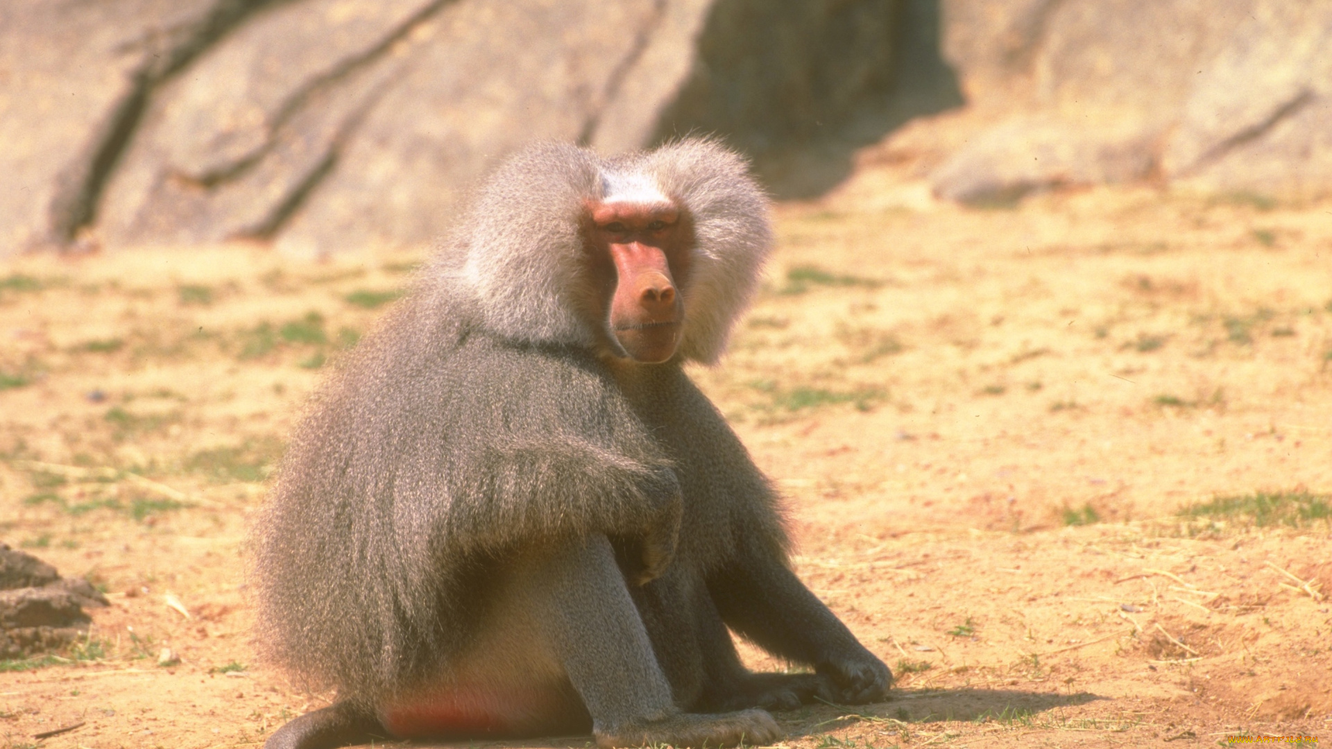 животные, обезьяны, обезьяна, павиан