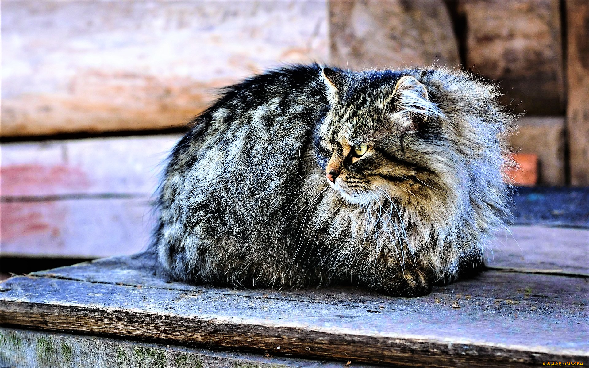 животные, коты, доски, серый, кот
