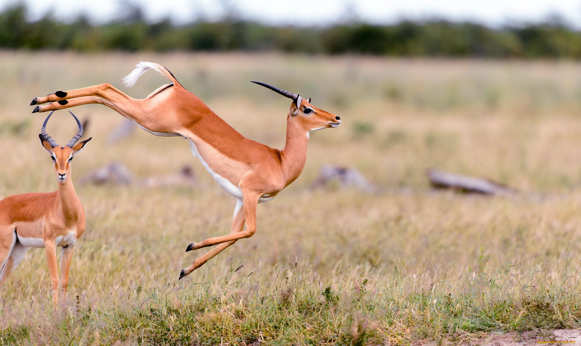 животные, антилопы, прыжок, трава, газели