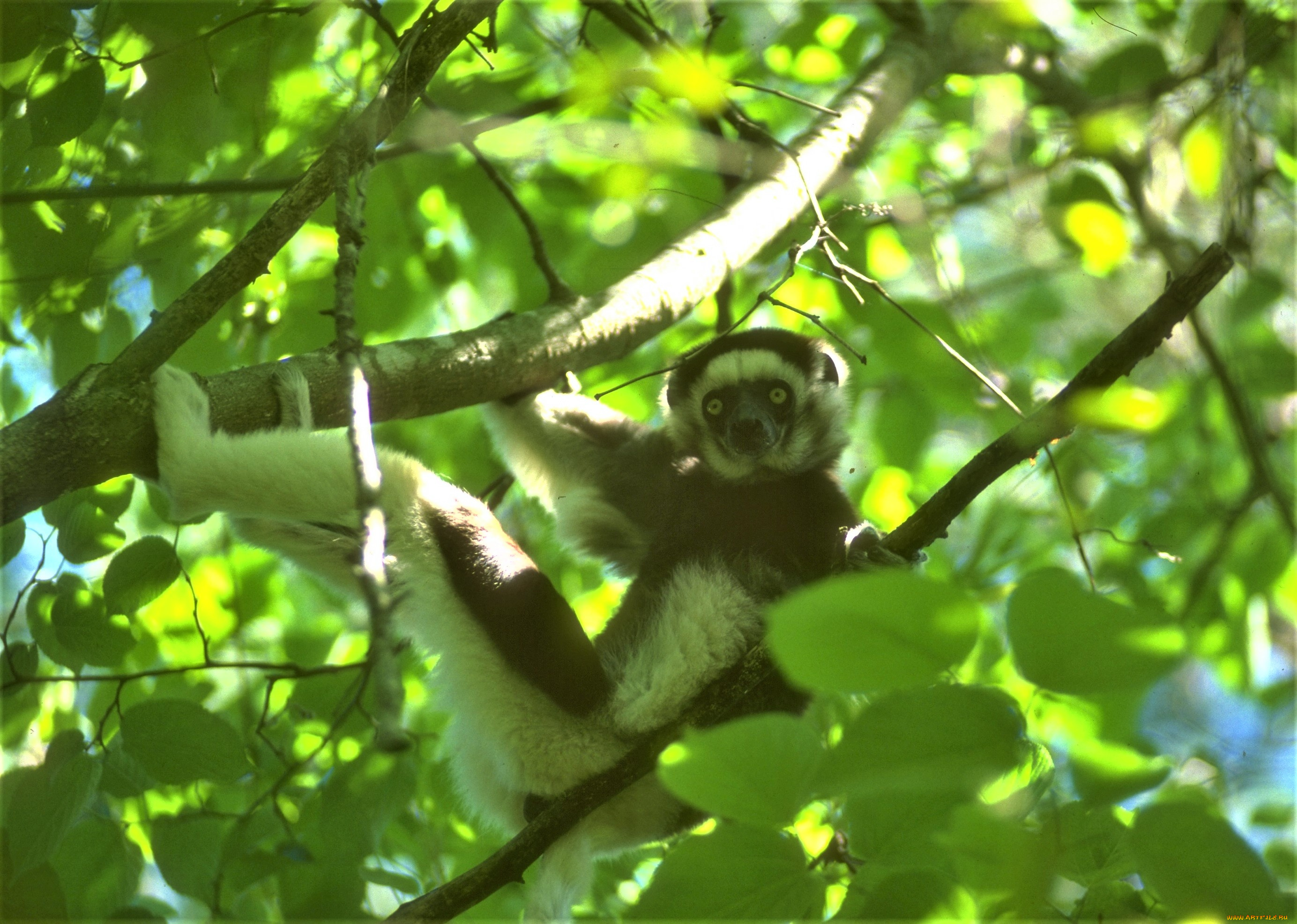 животные, лемуры, дерево, лемур