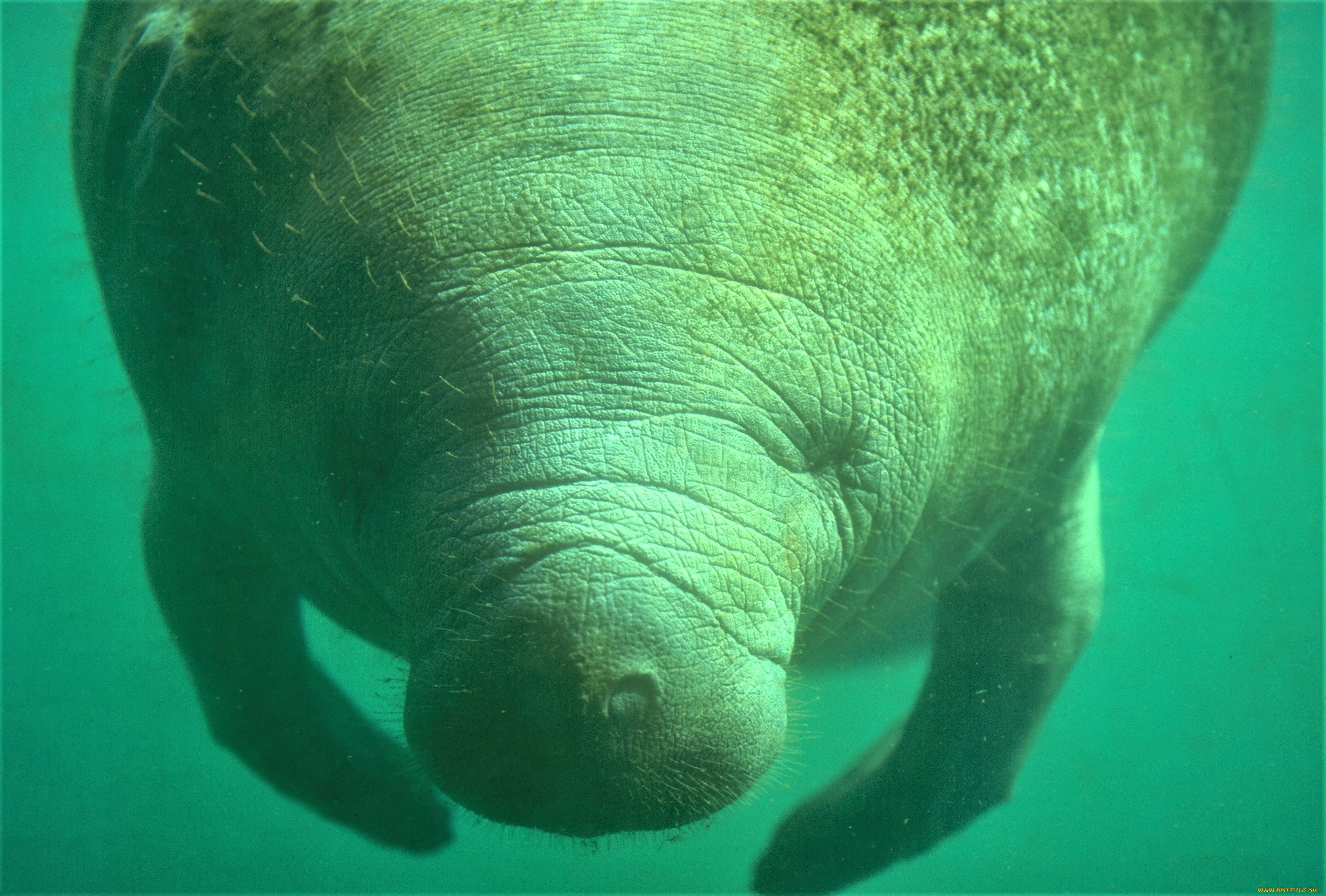 животные, морские, коровы, , морские, слоны, ламантин, вода, морская, корова