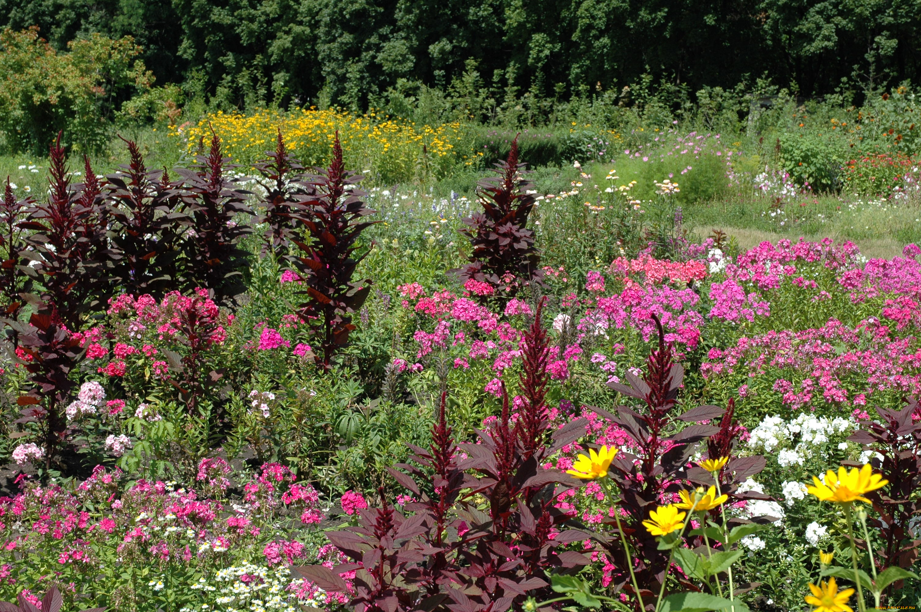 амарант, цветы, разные, вместе, растение