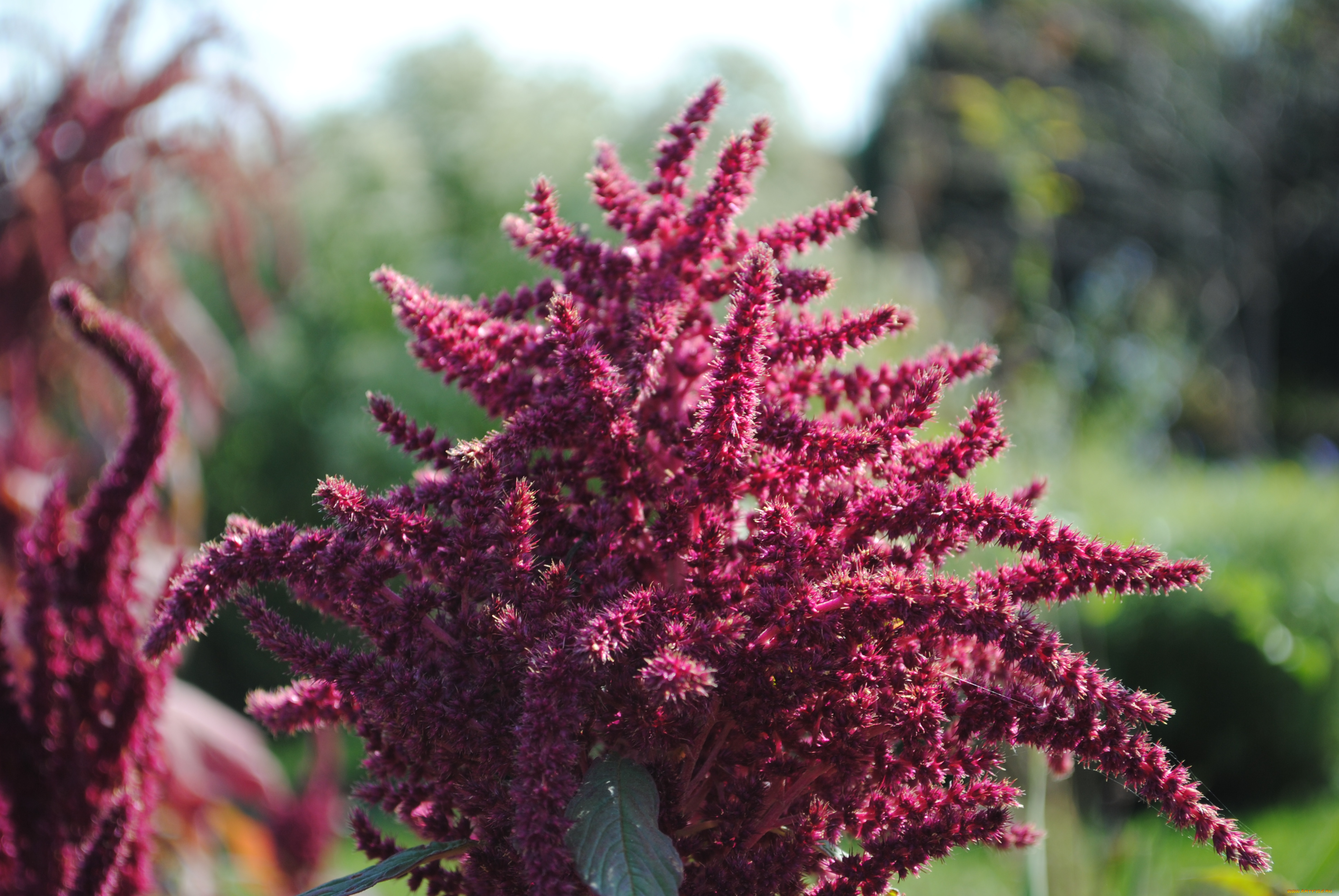 цветы, амаранты, растение, амарант