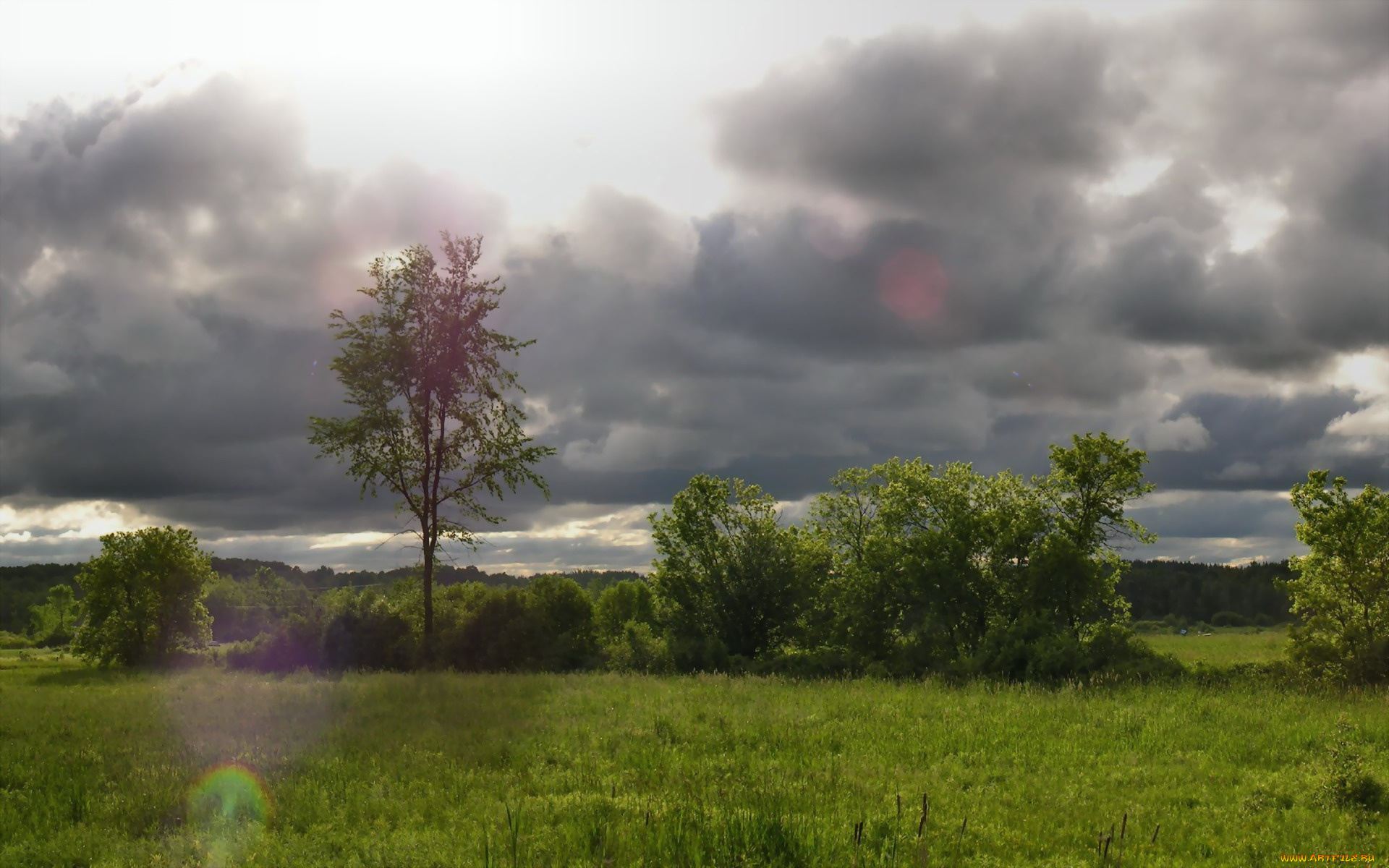природа, луга, кусты, деревья, тучи, небо, трава