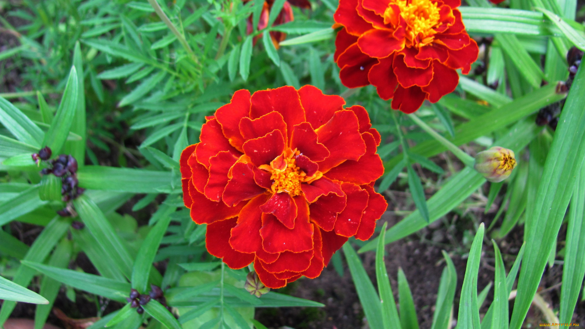 цветы, бархатцы, алые