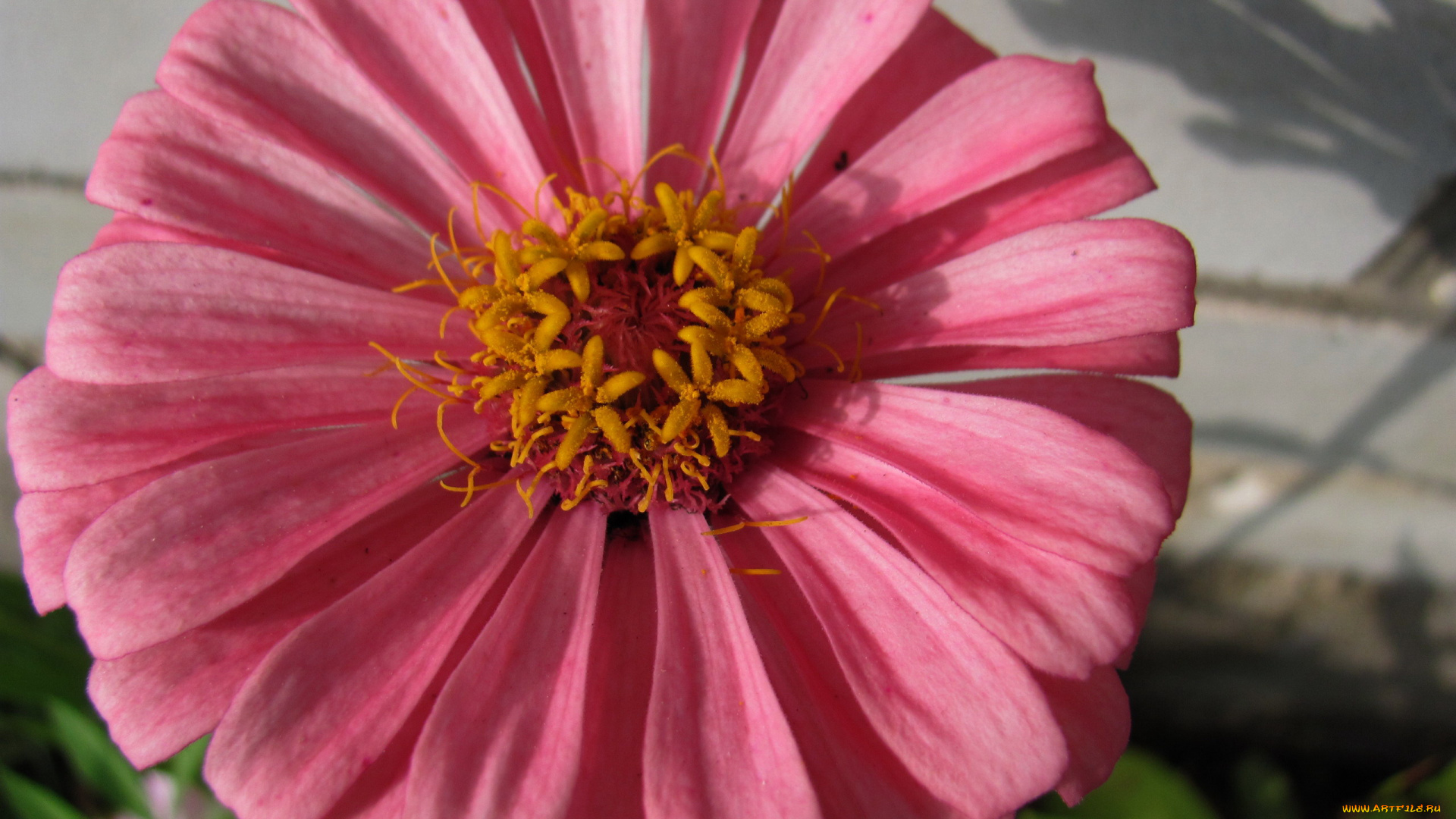 цветы, цинния, розовая, макро