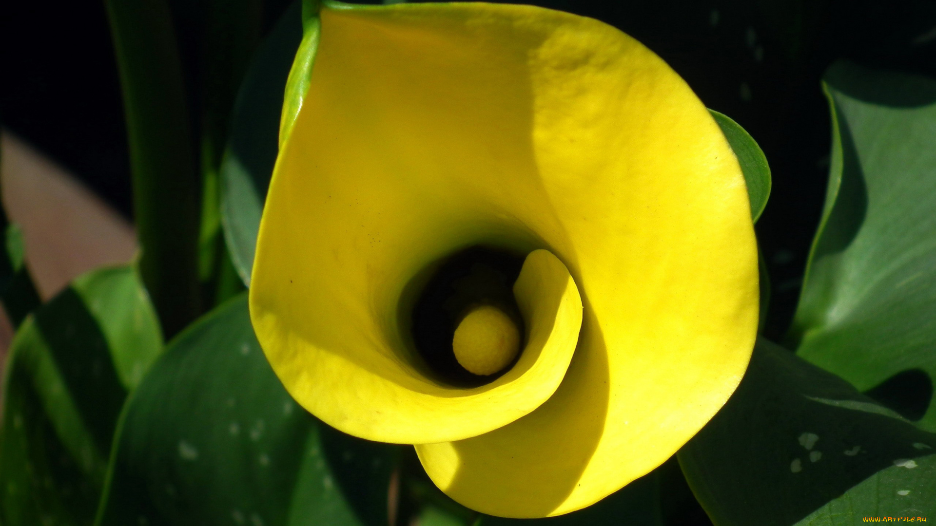 цветы, каллы, желтая, калла, макро