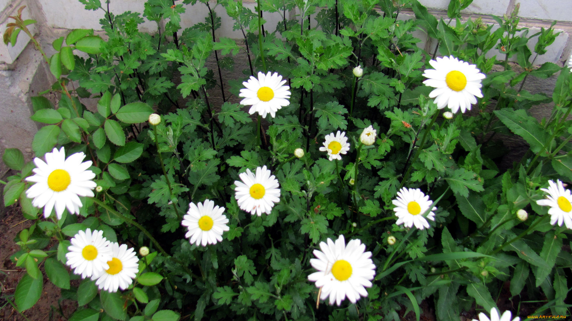 цветы, ромашки