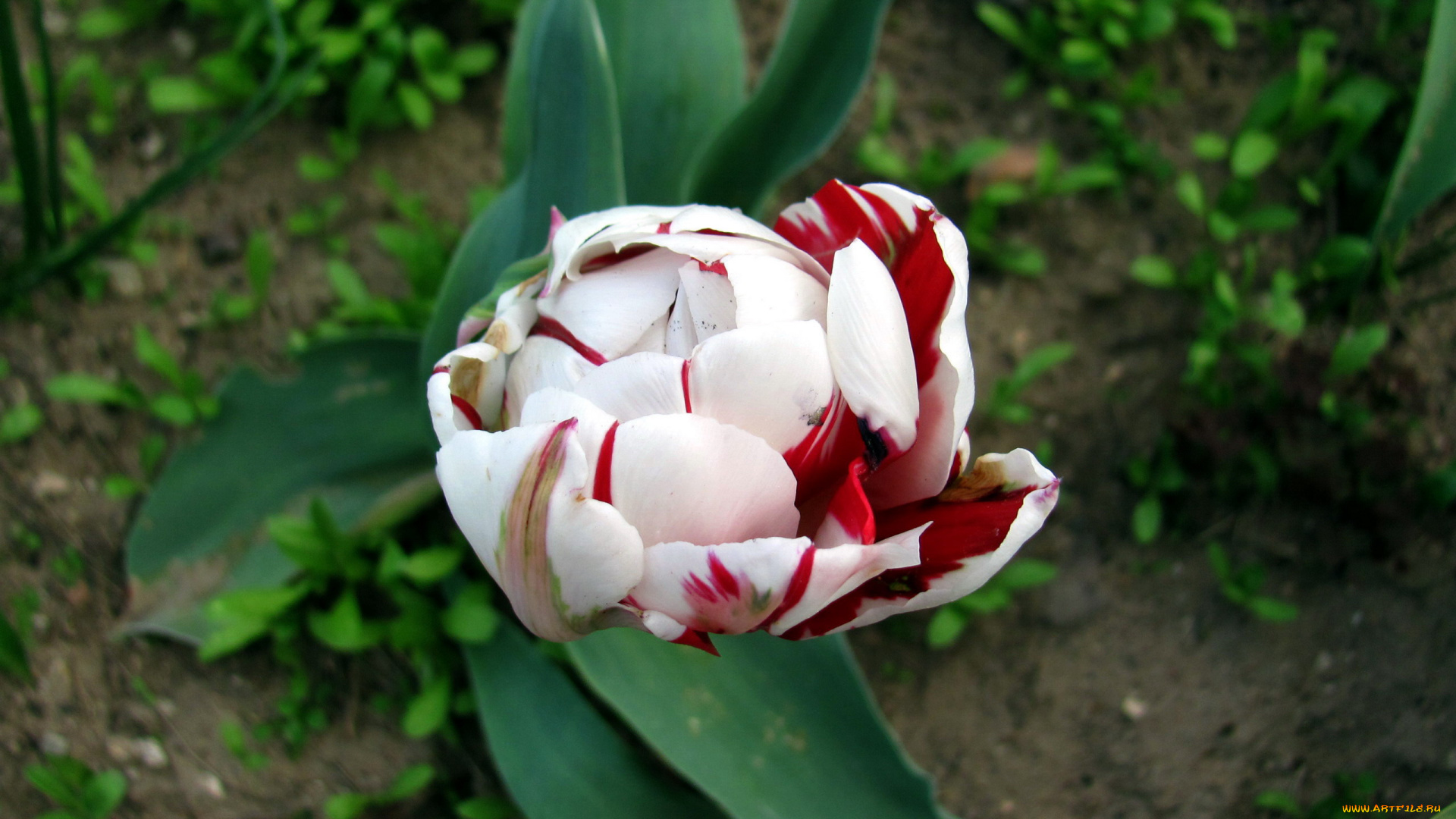 цветы, тюльпаны, бутон, макро