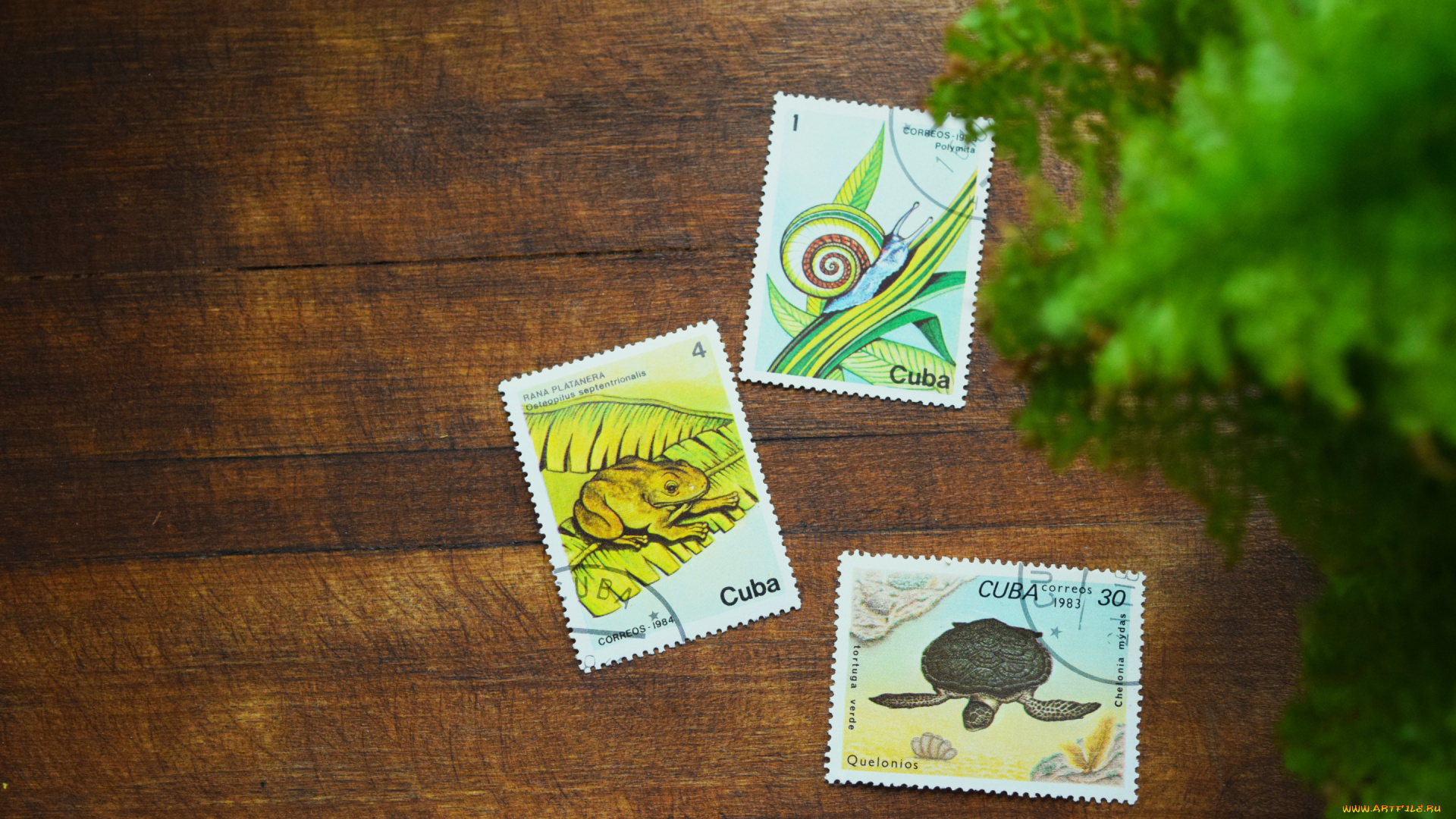 разное, ретро, , винтаж, почтовые, марки, текстура, темного, дерева, с, животными, куба, почта, путешествие, на, кубу