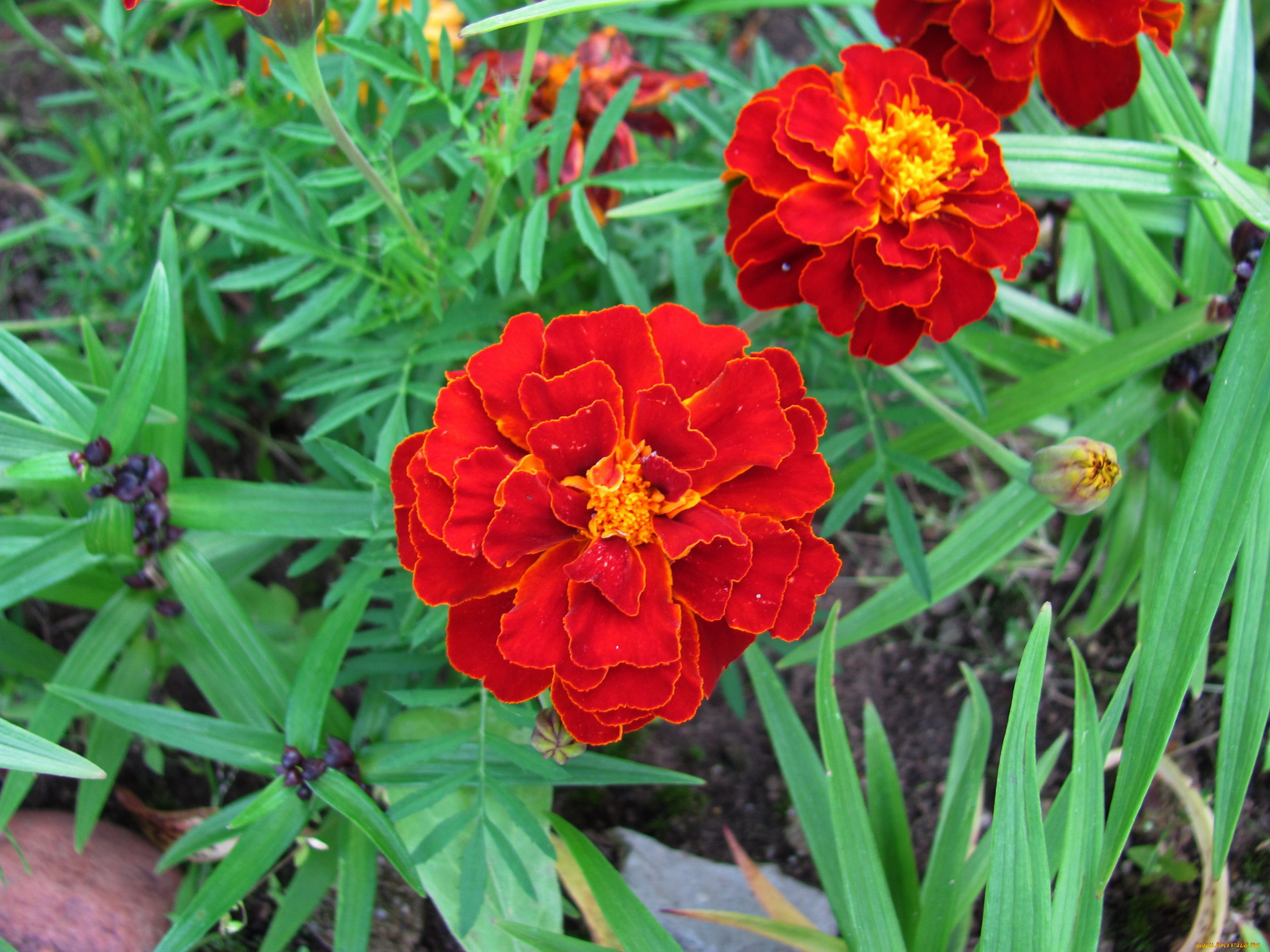 цветы, бархатцы, алые