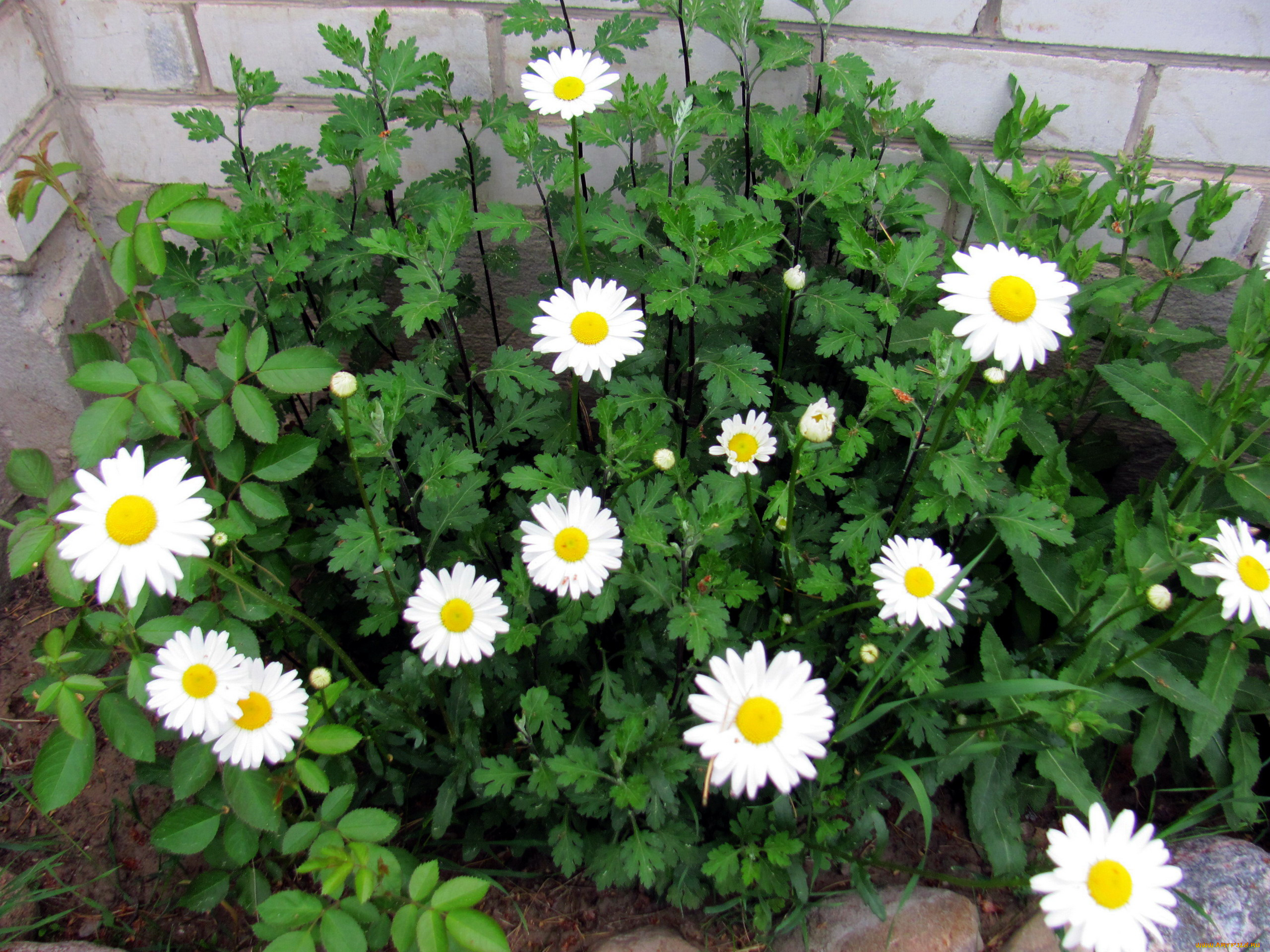 цветы, ромашки