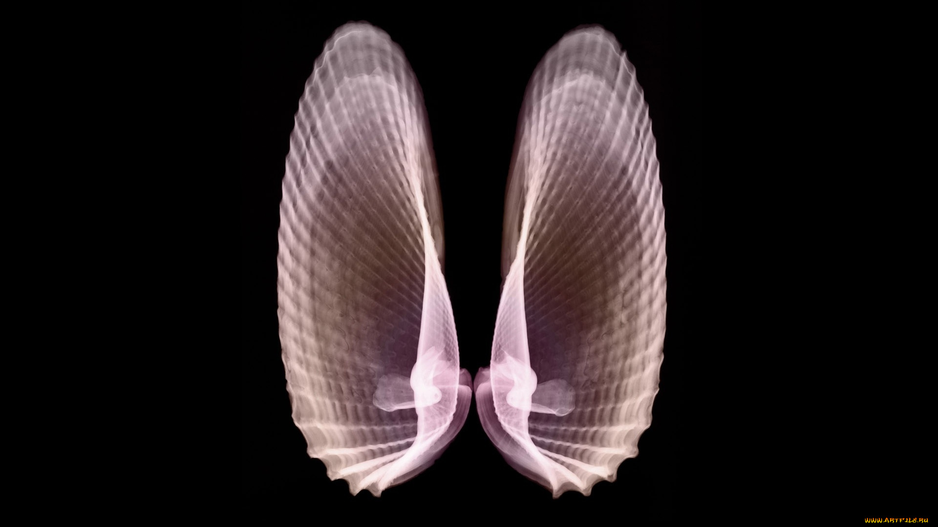 разное, кости, , рентген, ракушки