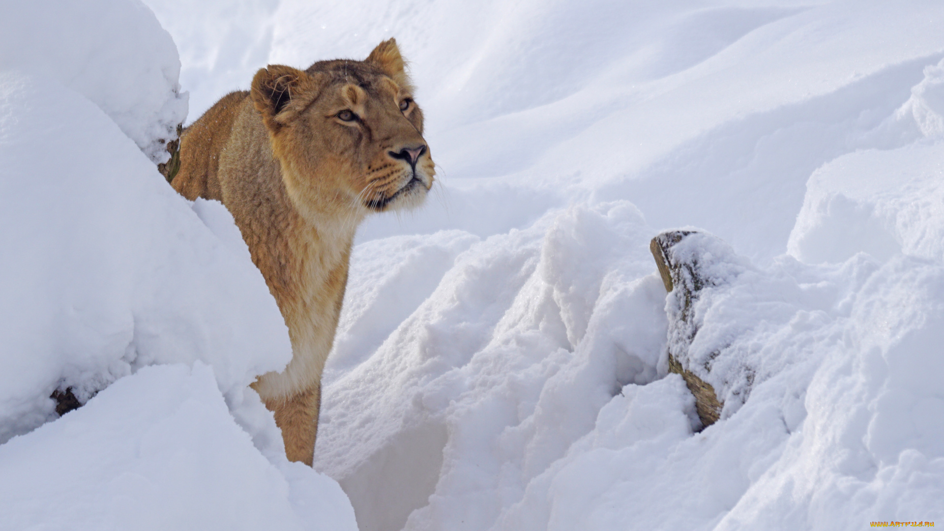 животные, львы, львица, снег, зима, хищник