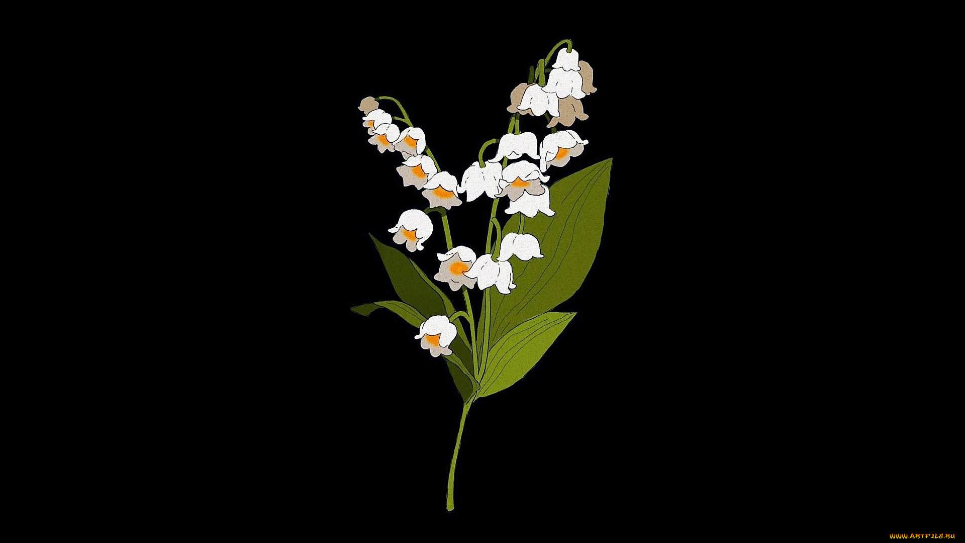 рисованное, цветы, ландыш, цветок