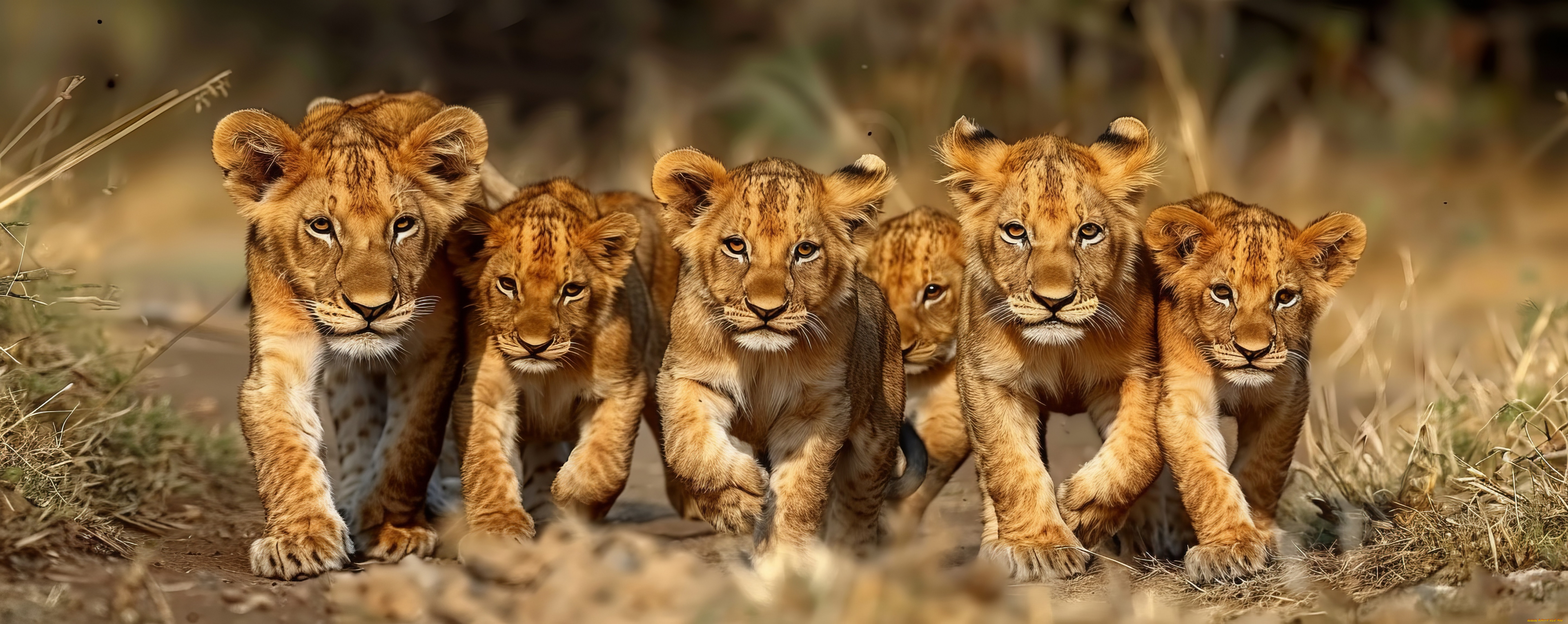 разное, компьютерный, дизайн, львята, львы