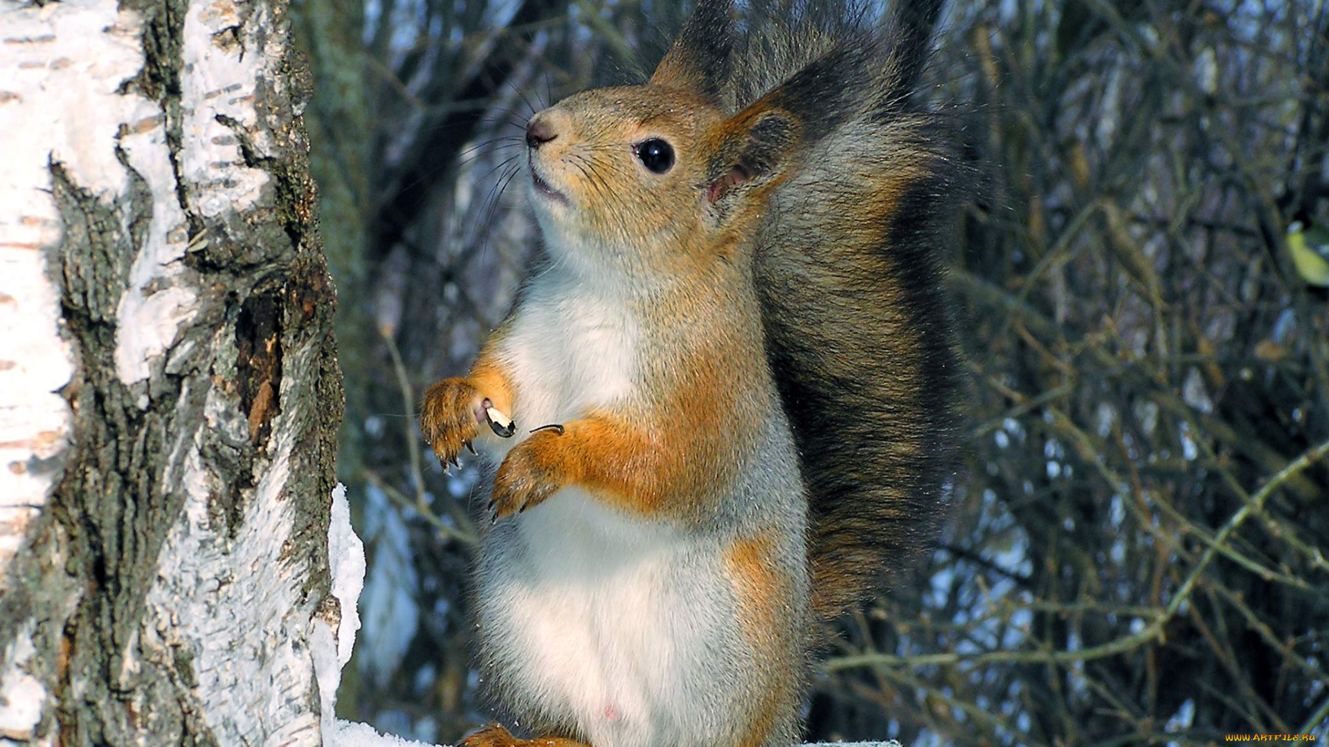 животные, белки