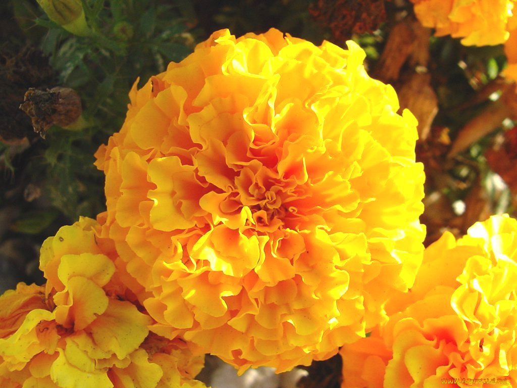 цветы, бархатцы