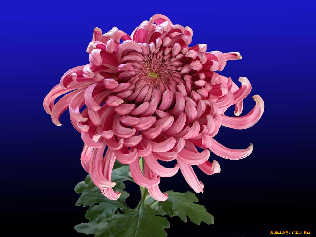 цветы, хризантемы