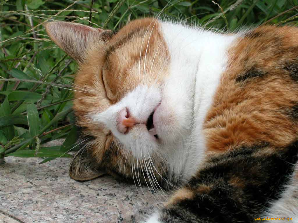 животные, коты